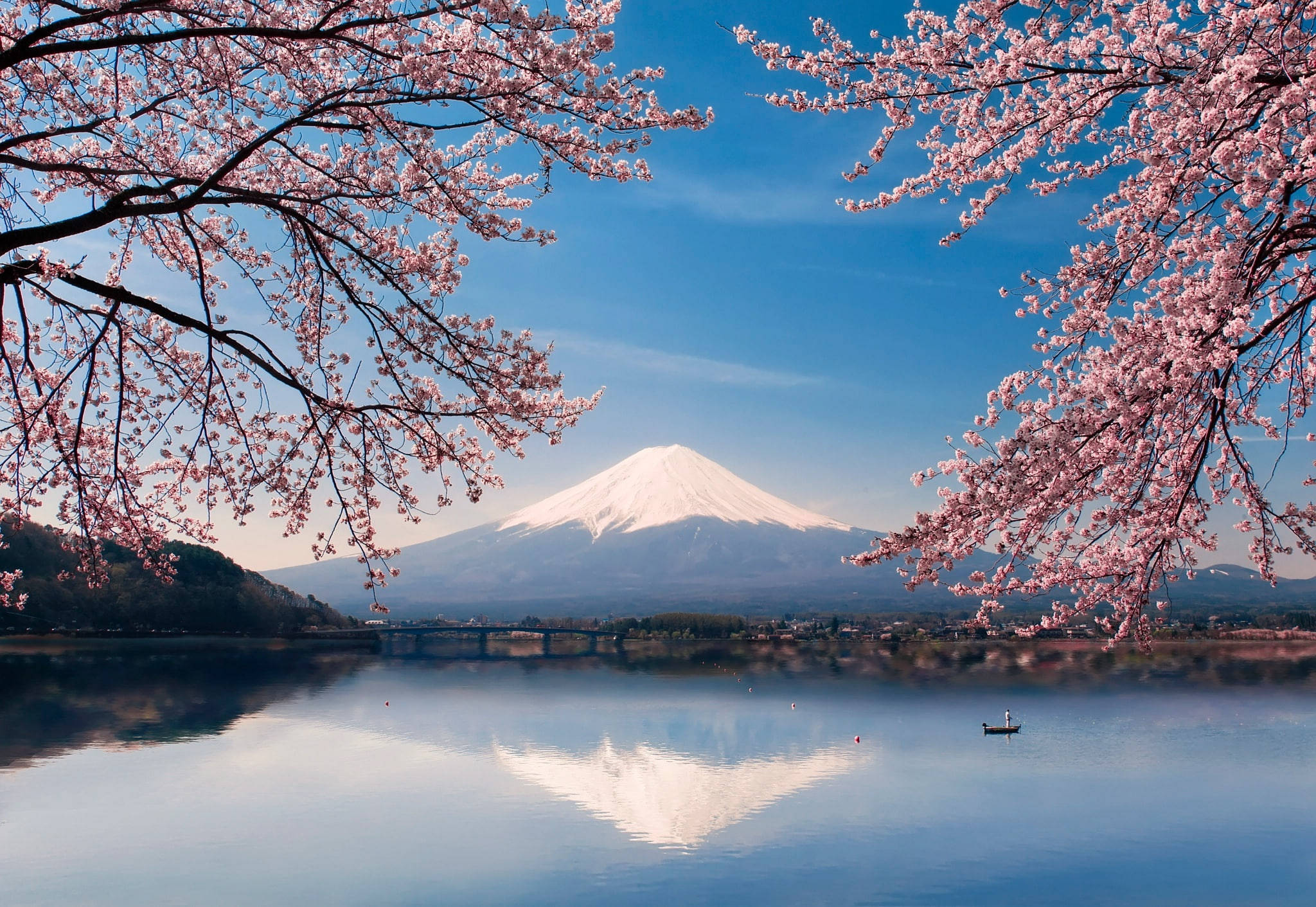 Fuji Kirsikankukat Japani 4K Taustakuvat