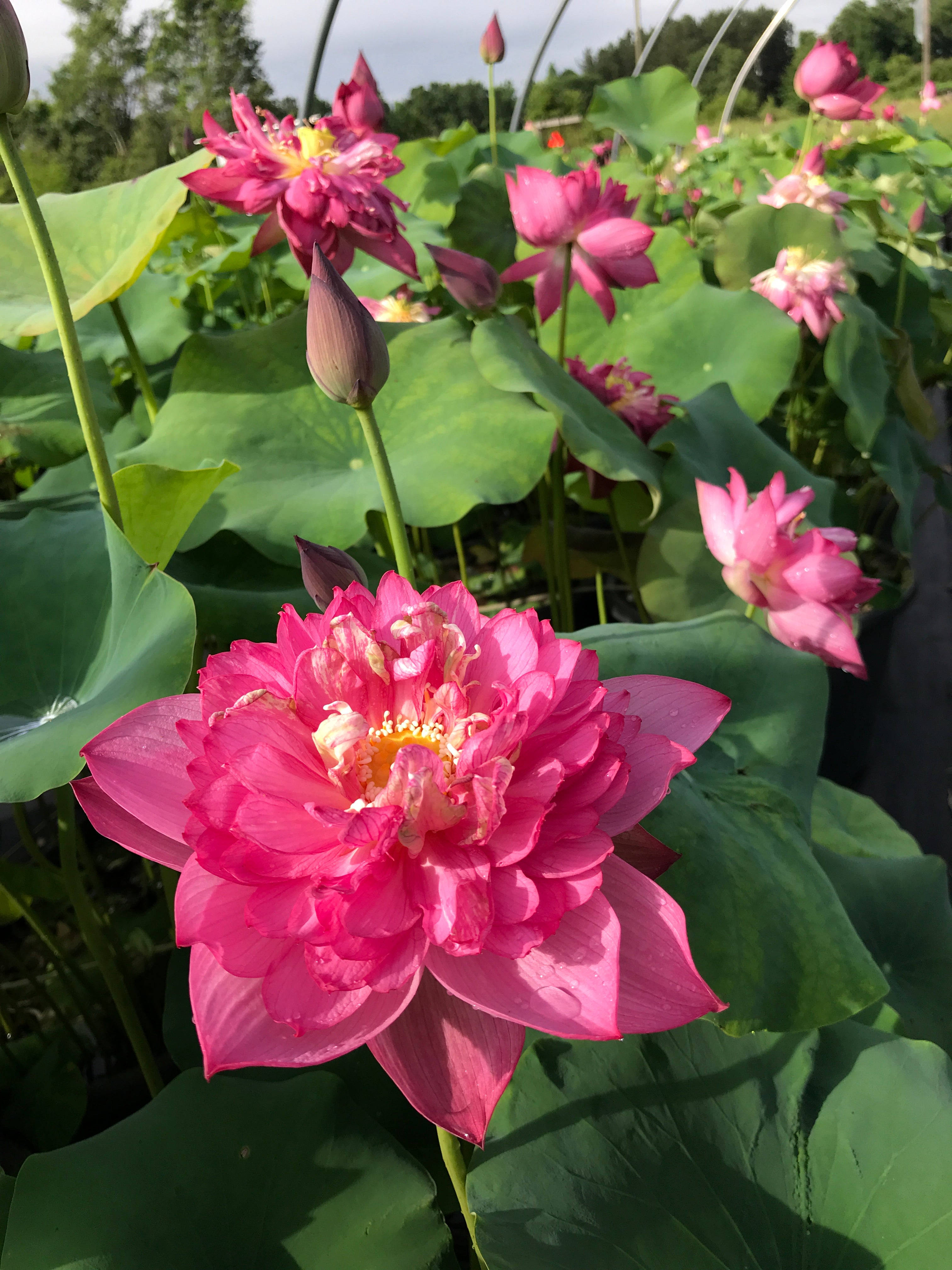 Fuksia lootuksenkukka Taustakuvat