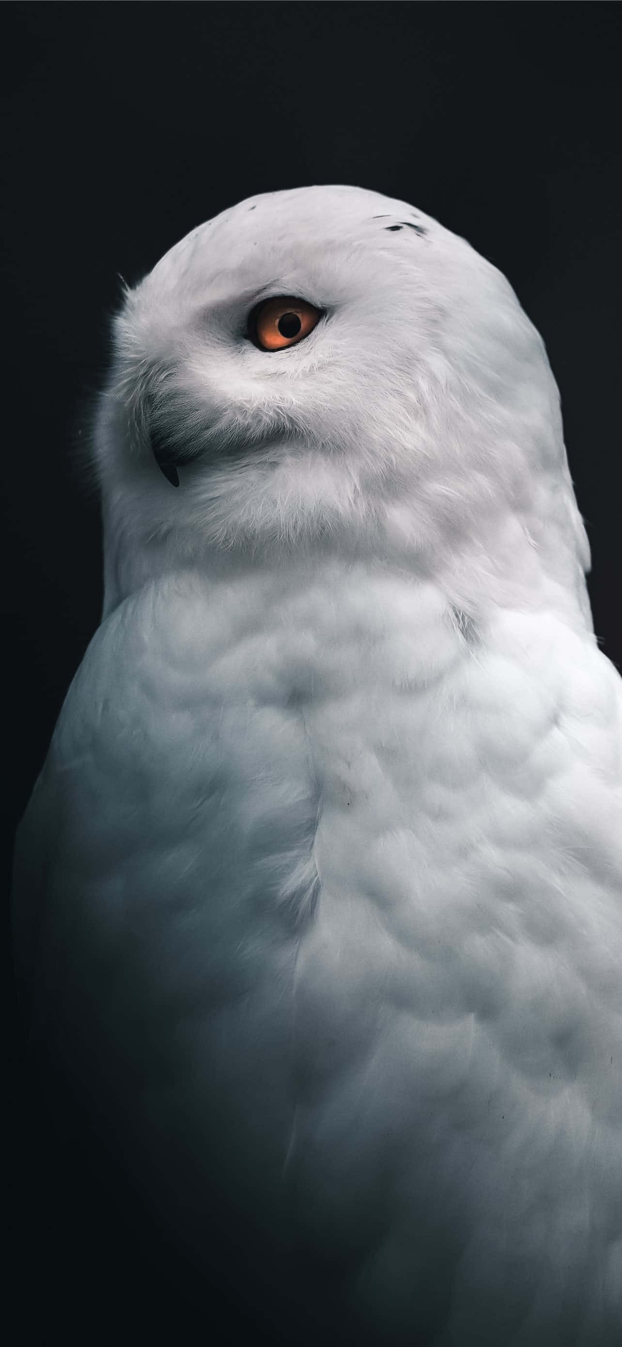 Häviä Tumblr-valkoisen taustan minimalistiseen kauneuteen. Taustakuvat