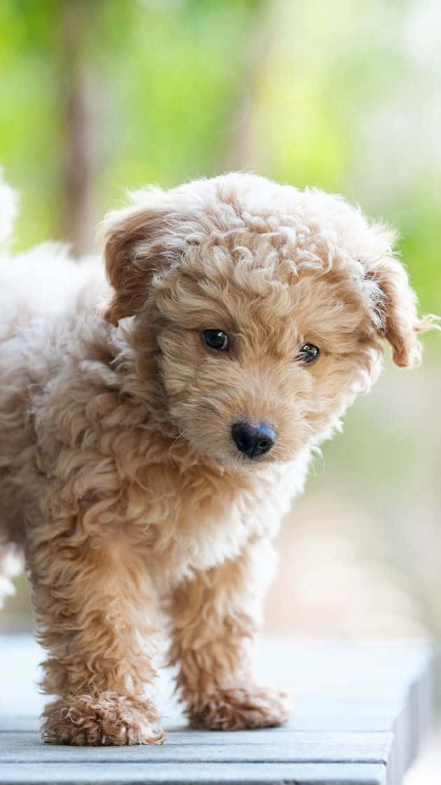 Goldendoodle-pennun muotokuva Taustakuvat