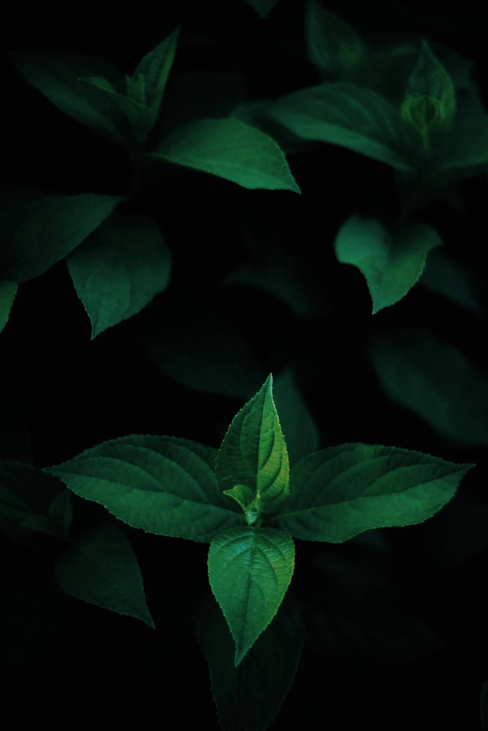 Green Leaves OLED Taustakuvat