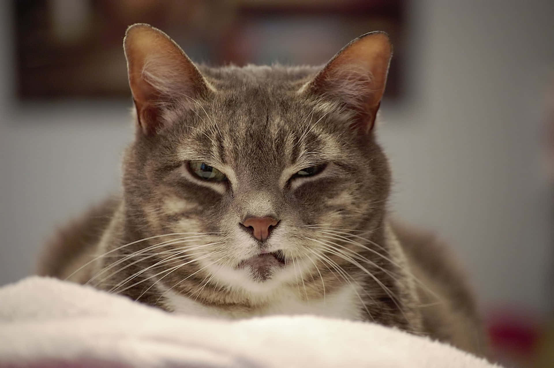Grumpy Cat -kuvia Taustakuvat