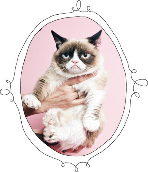 Grumpy Cat -muotokuva Taustakuvat