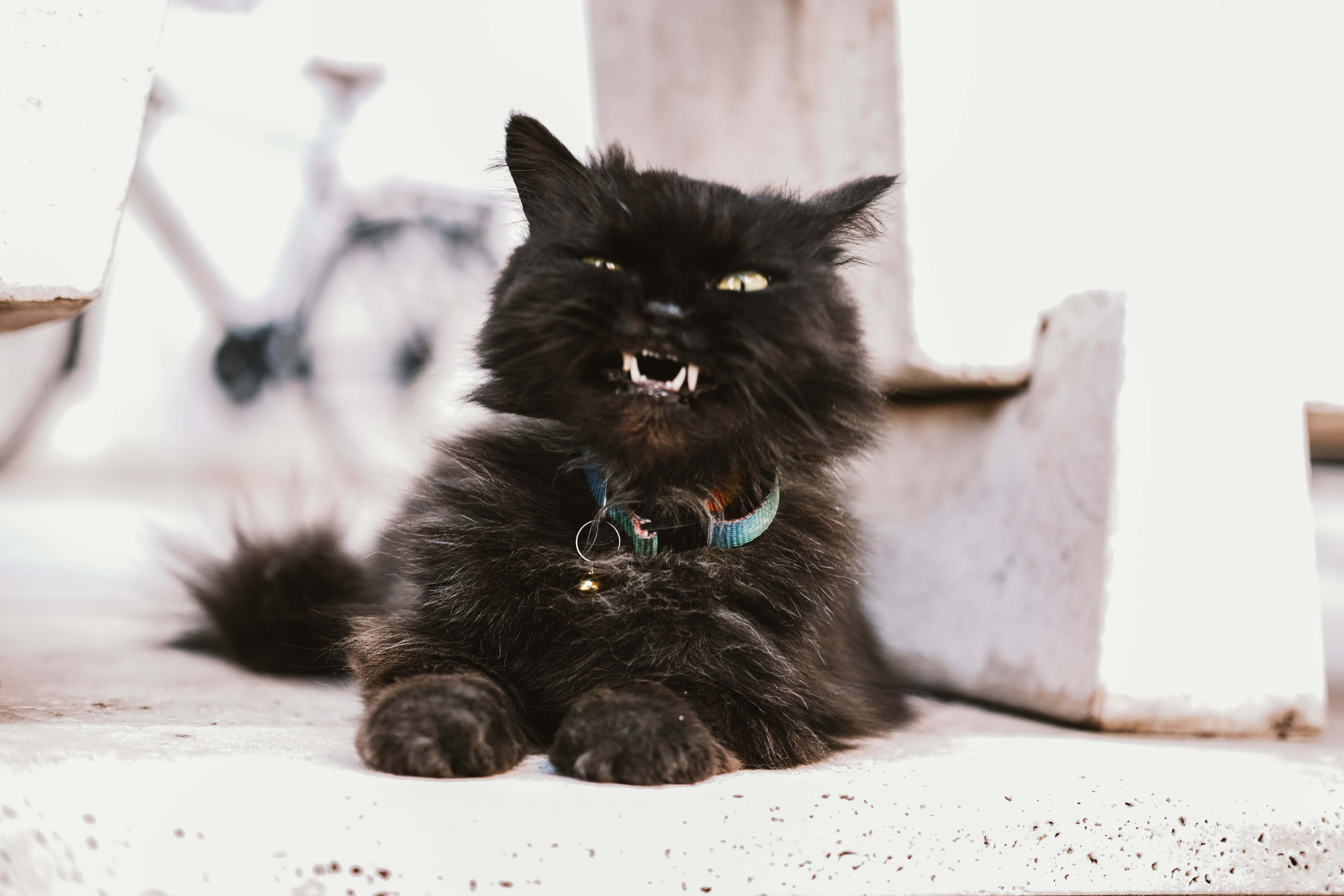Grumpy Cat tuijottaa vihaisesti Taustakuvat