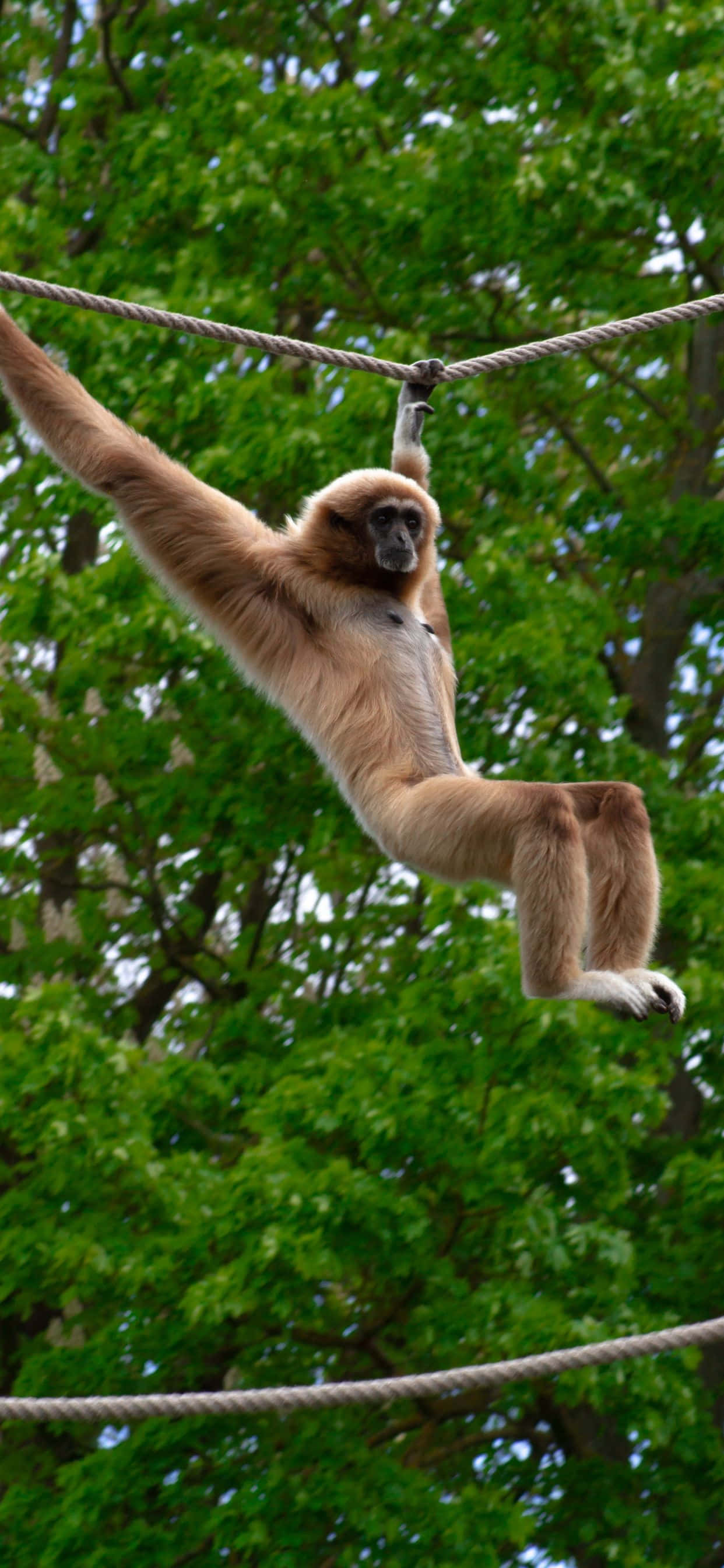 Hanki uusi iPhone Xs Max Gibbon ja liity tulevaisuuden teknologiaan. Taustakuvat