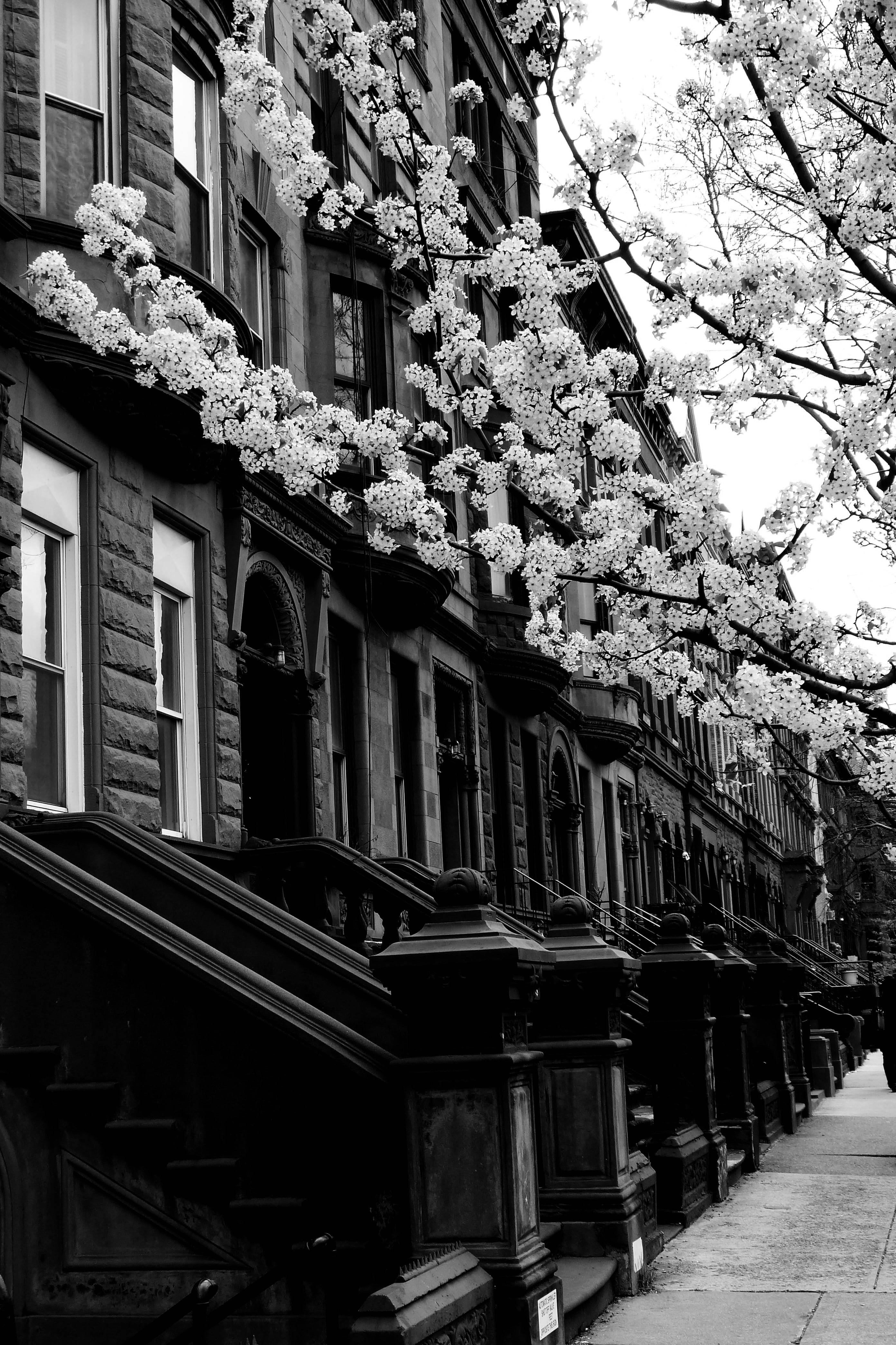 Harlem Neighborhood New York mustavalkoinen Taustakuvat