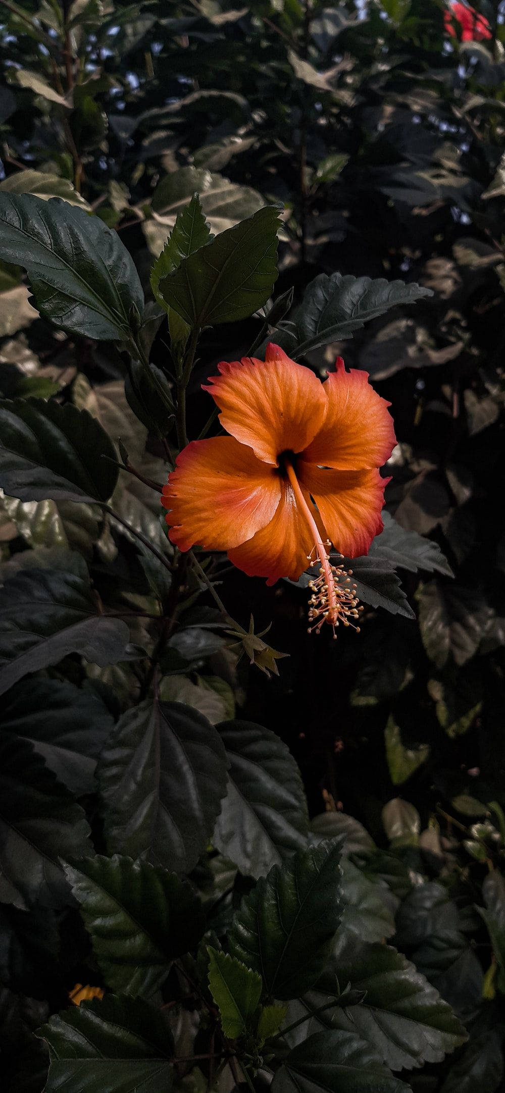 Harvinaisen hibiskuksen kukka Taustakuvat