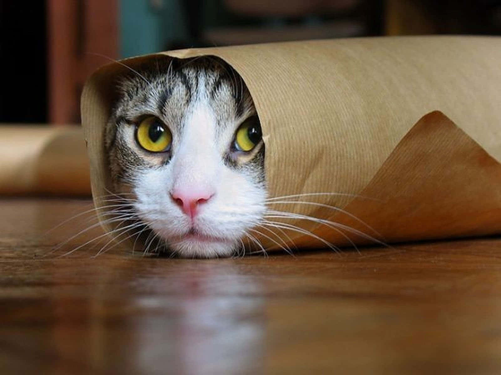 Hauska burritokirouskissan kuva Taustakuvat