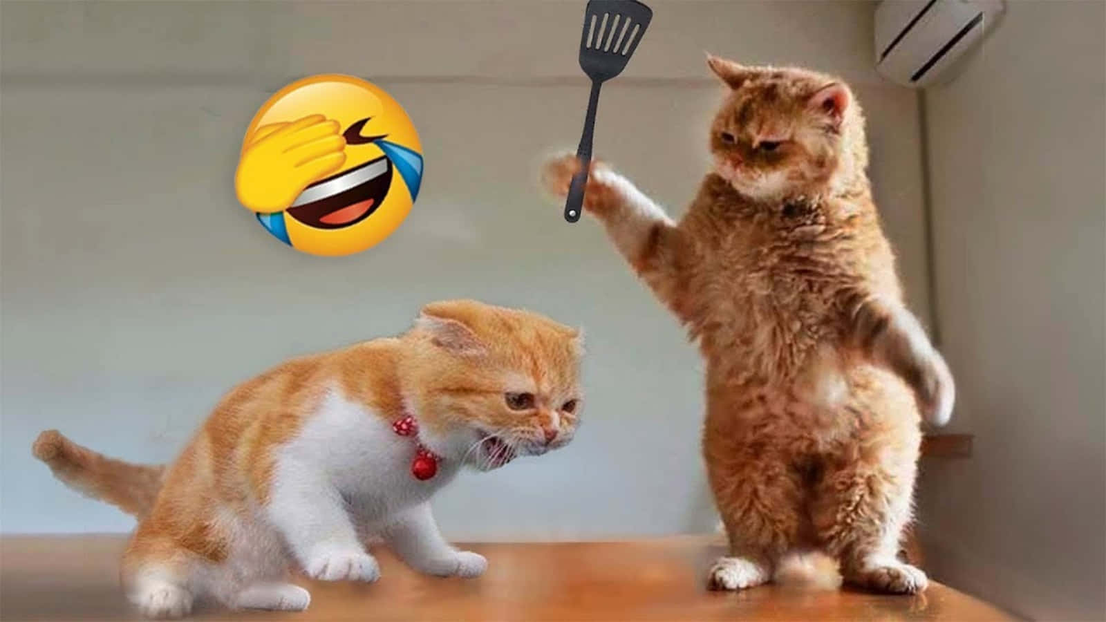 Hauska eläin kissa meemi taistelu emoji-kuvilla Taustakuvat