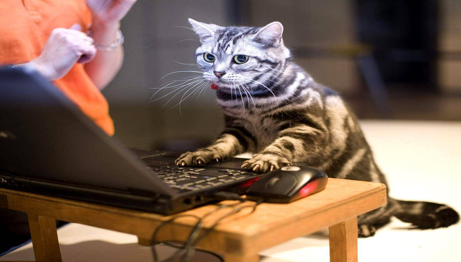 Hauska kissa käyttää tietokonetta Taustakuvat