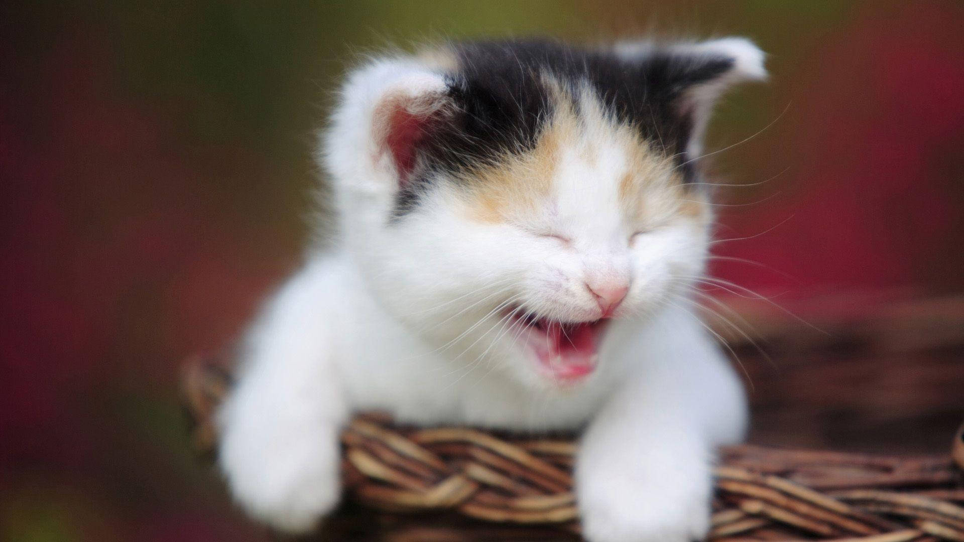 Hauska kissa nauraa ääneen Taustakuvat