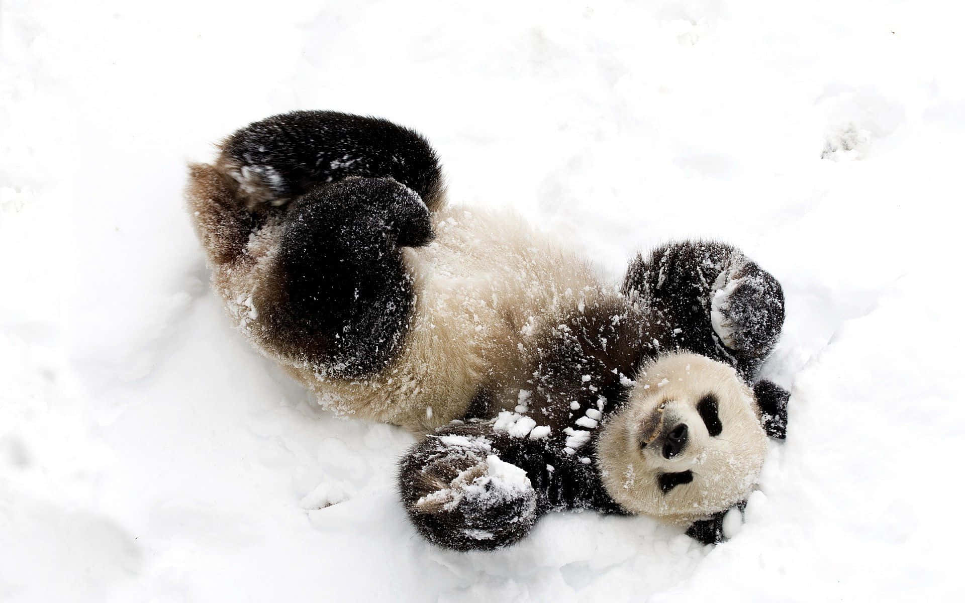 Hauska lumessa leikkivä söpö panda -kuva Taustakuvat