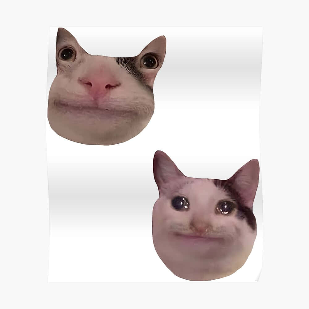 Hauska meemikissa Discord-profiilikuva Taustakuvat