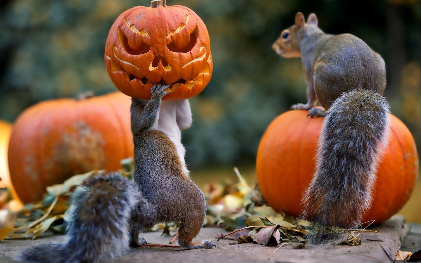 Hauskaa halloweenia näiltä kahdelta oravalta! Taustakuvat
