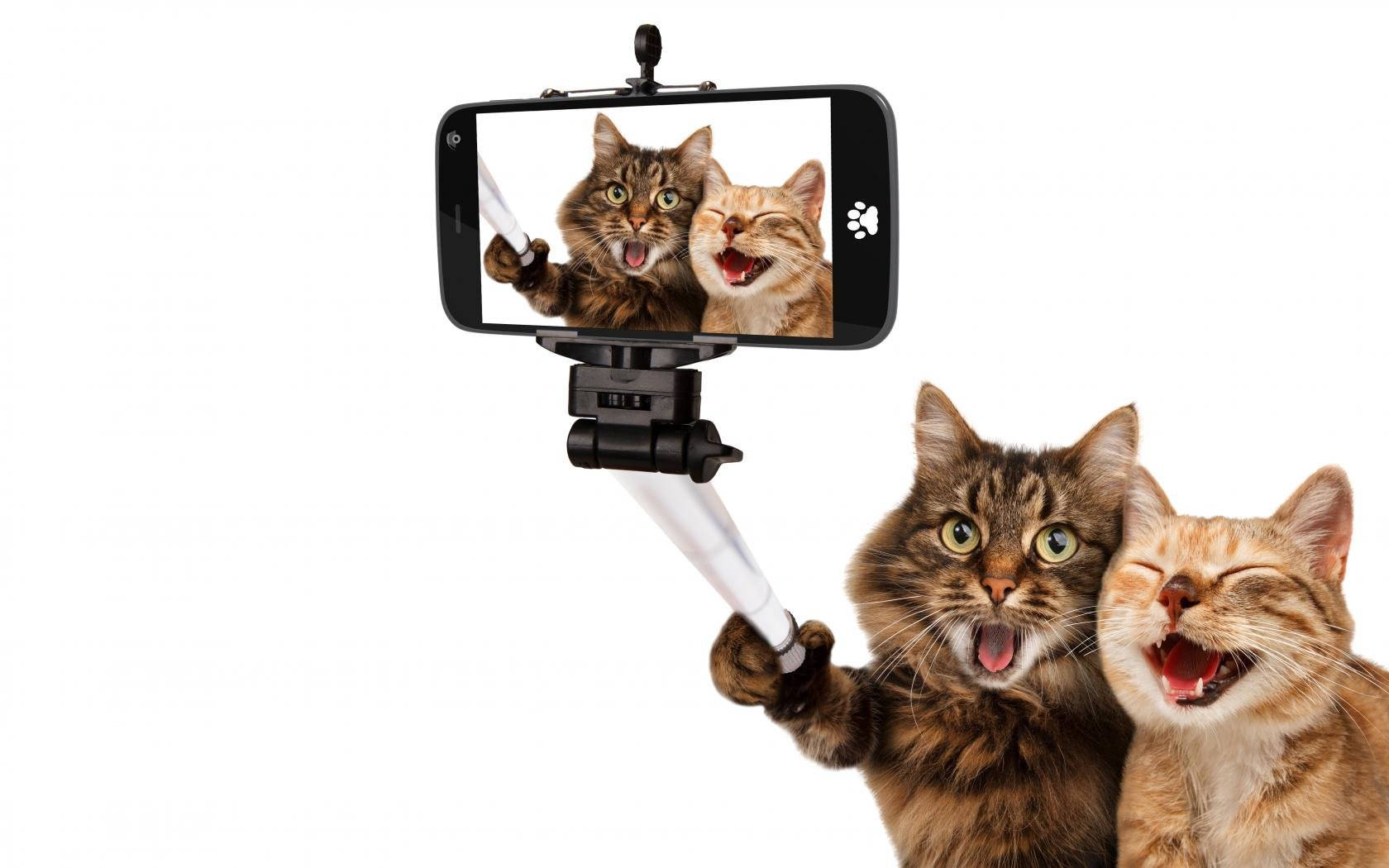 Hauskat kissakaverukset selfiessä Taustakuvat