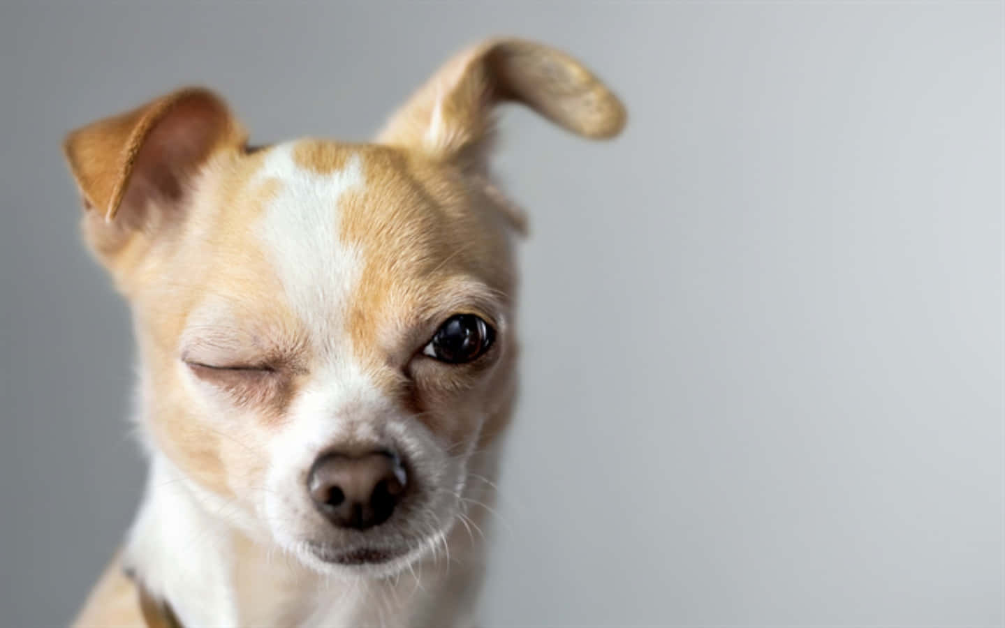 Hauskoja silmää iskeviä chihuahua-kuvia Taustakuvat