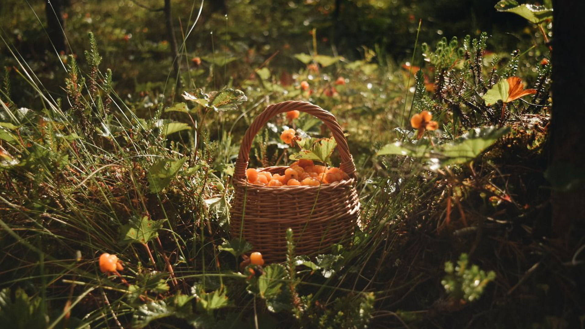 Hedelmäkori Cottagecore-työpöytä Taustakuvat