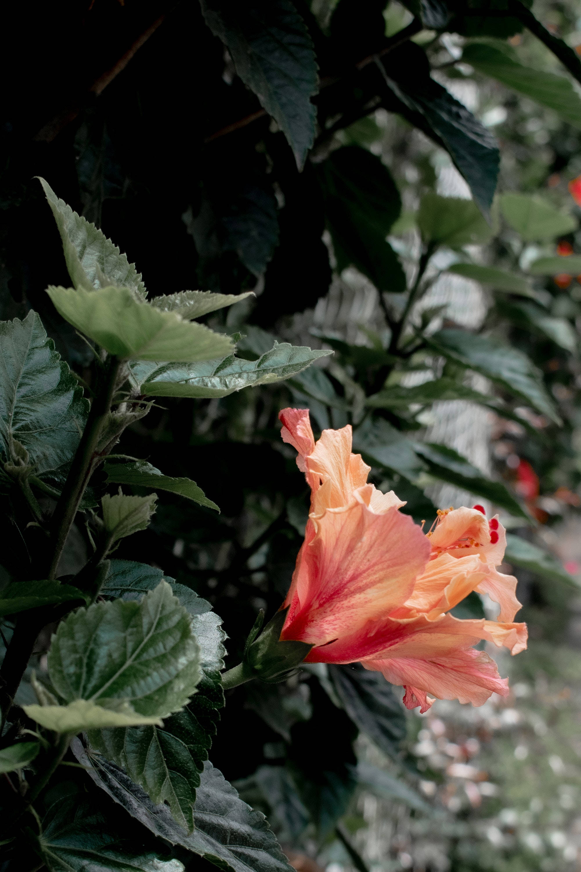 Hibiskuskukka Kasvi Esteettinen Taustakuvat