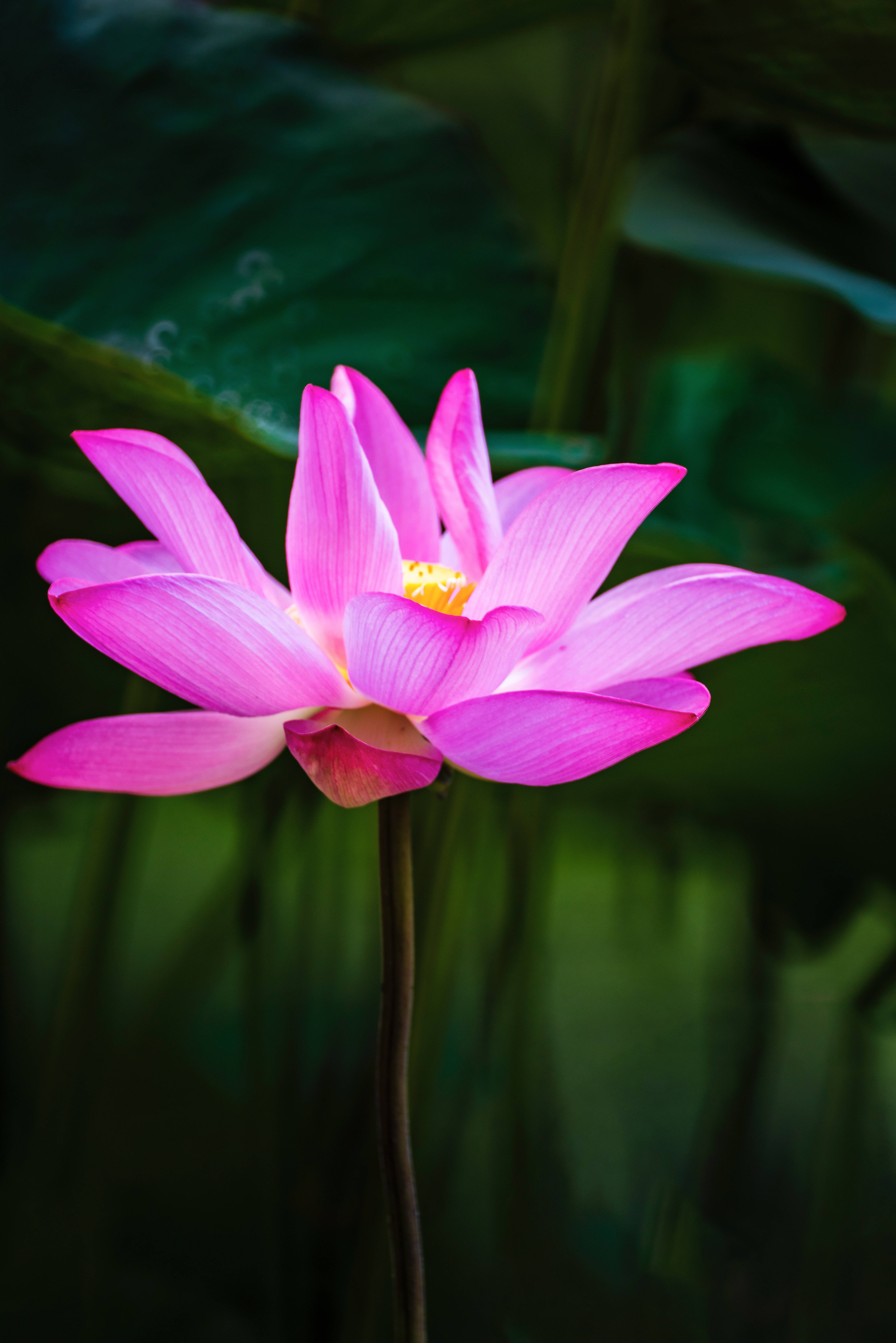 Honglingjin Lotus Kukka Taustakuvat