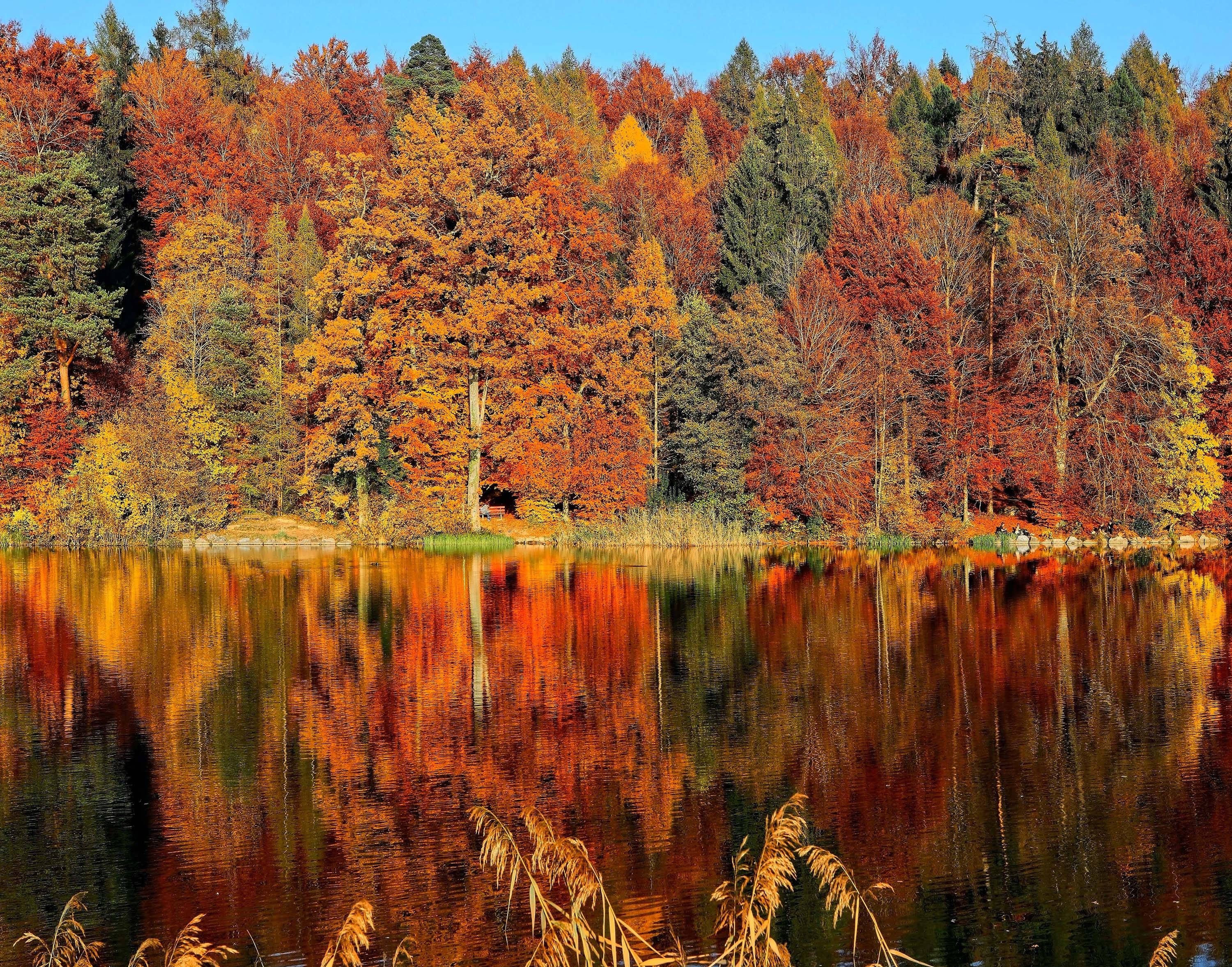 Horgenberg-järvi syksyllä Taustakuvat