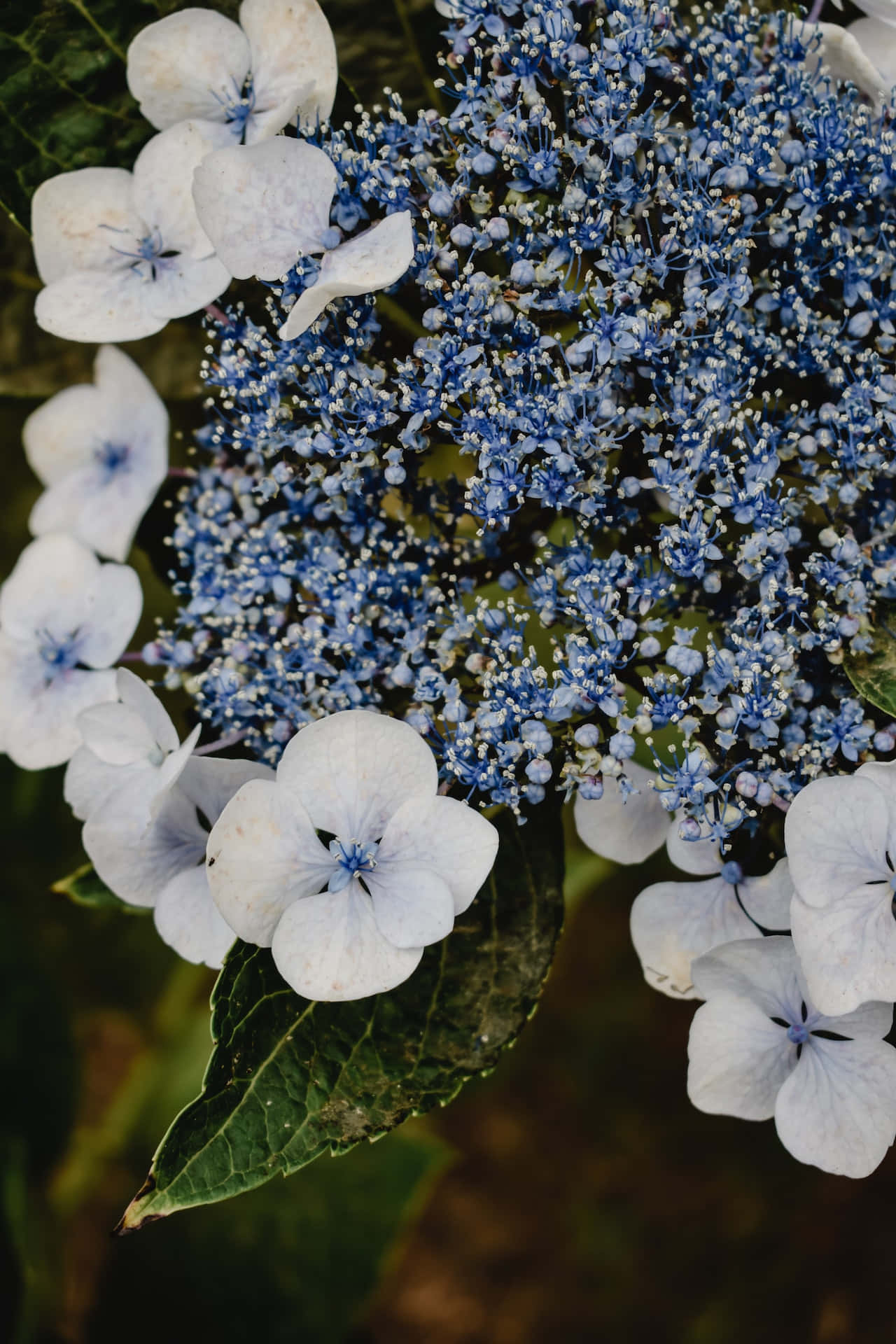 Hortensia Serrata -sinisiä kukkia puhelimelle Taustakuvat