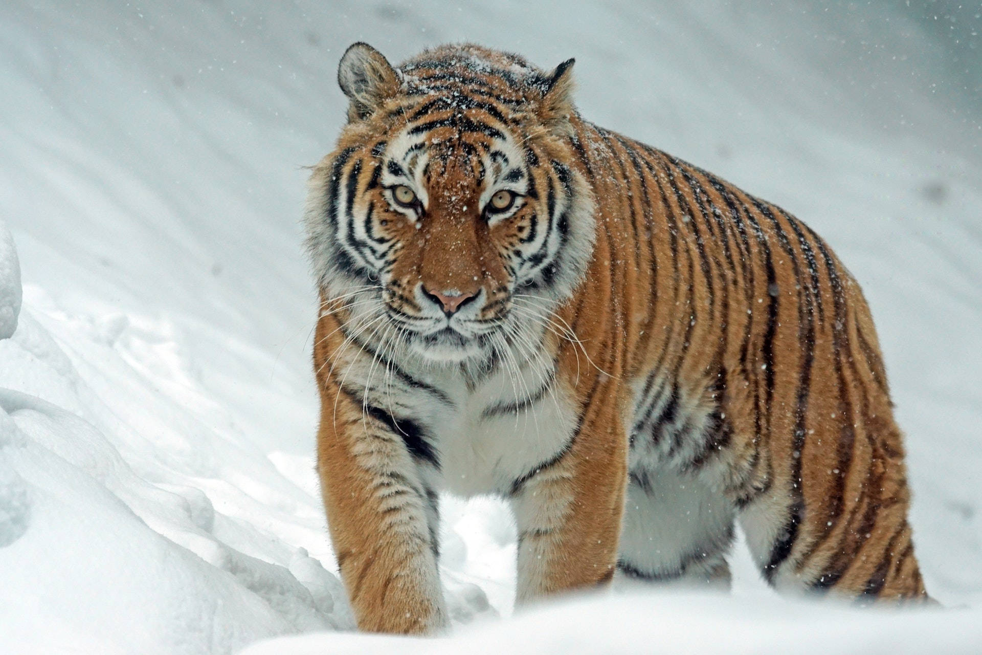 Hurja harimau kävelemässä lumessa Taustakuvat