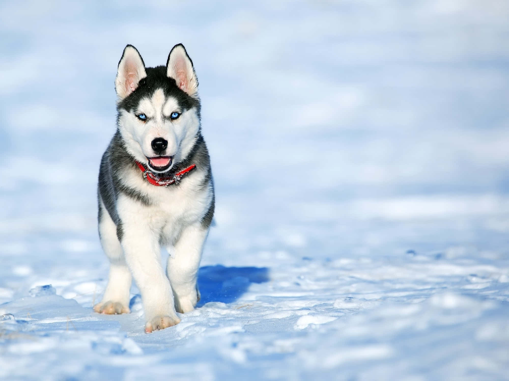 Hurja Koira Lumi Siperianhusky Kuva Taustakuvat
