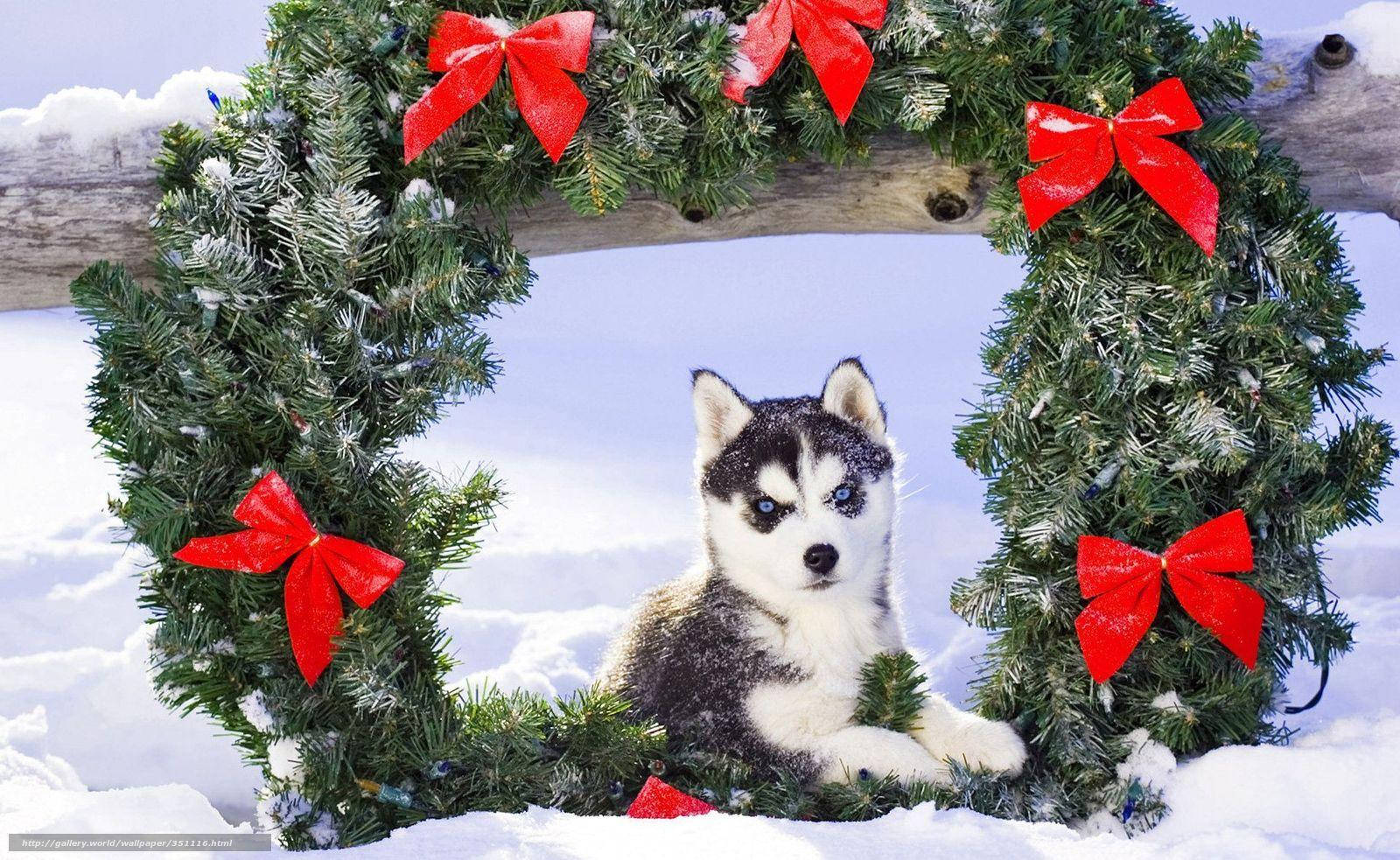 Husky pentu seppeleen kanssa Taustakuvat