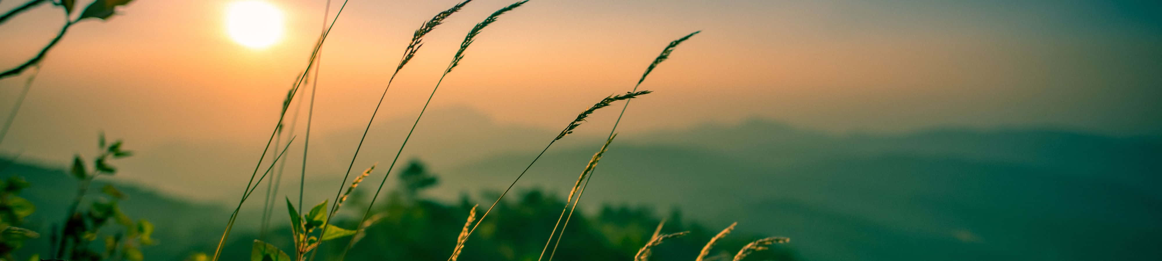 Idyllinen auringonlasku vuoristoniityllä rehevän havumetsän ympäröimänä Taustakuvat