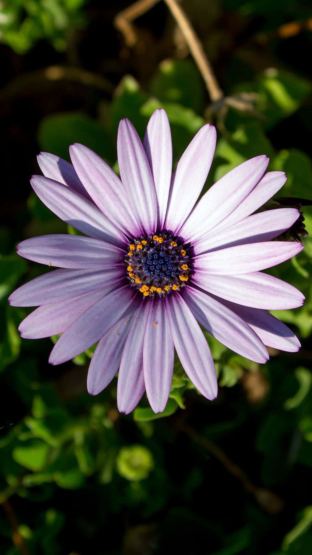 Ikuista maailman kauneus Flower iPhone -puhelimella Taustakuvat