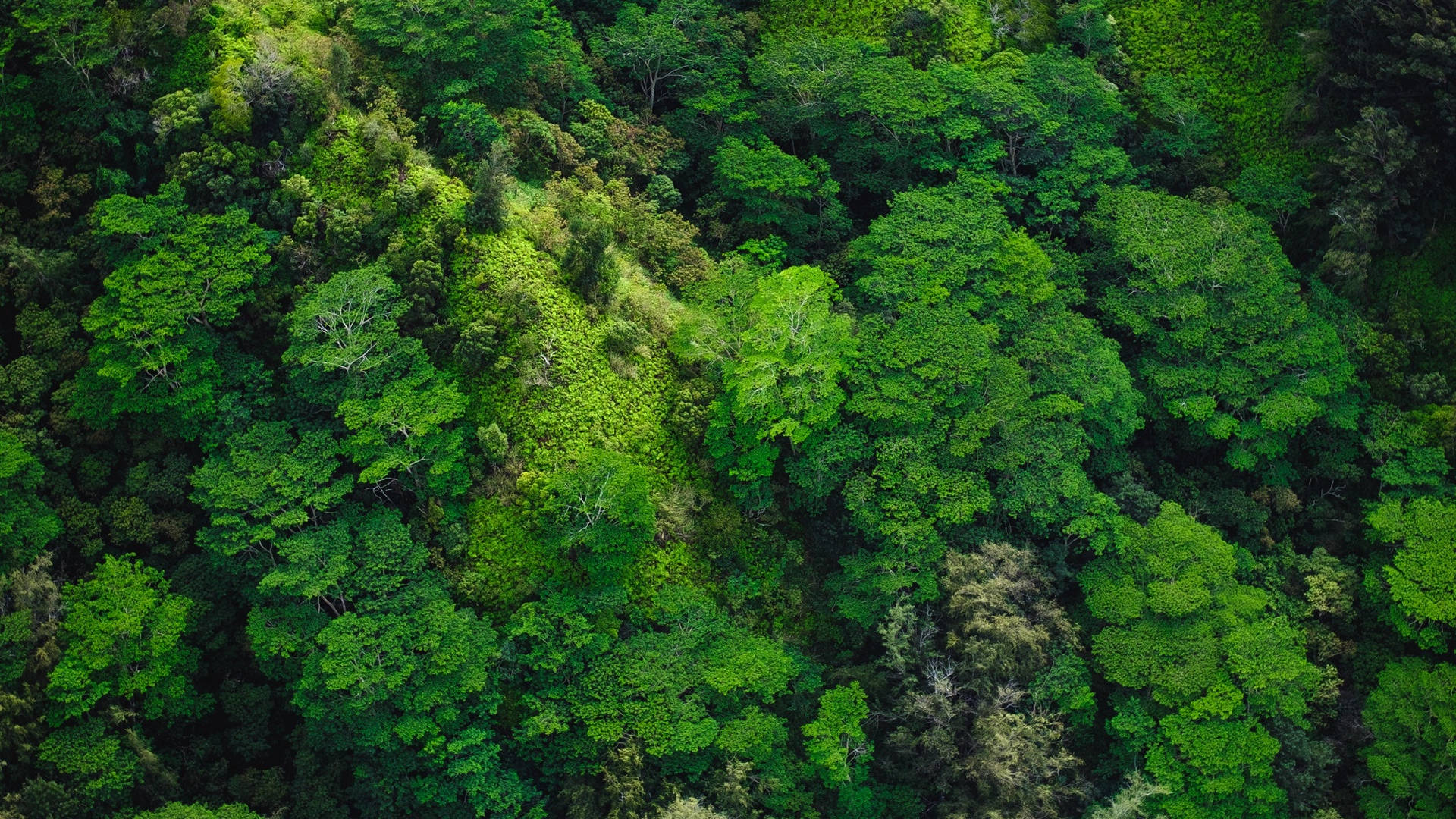 Ilmakuva metsästä Taustakuvat