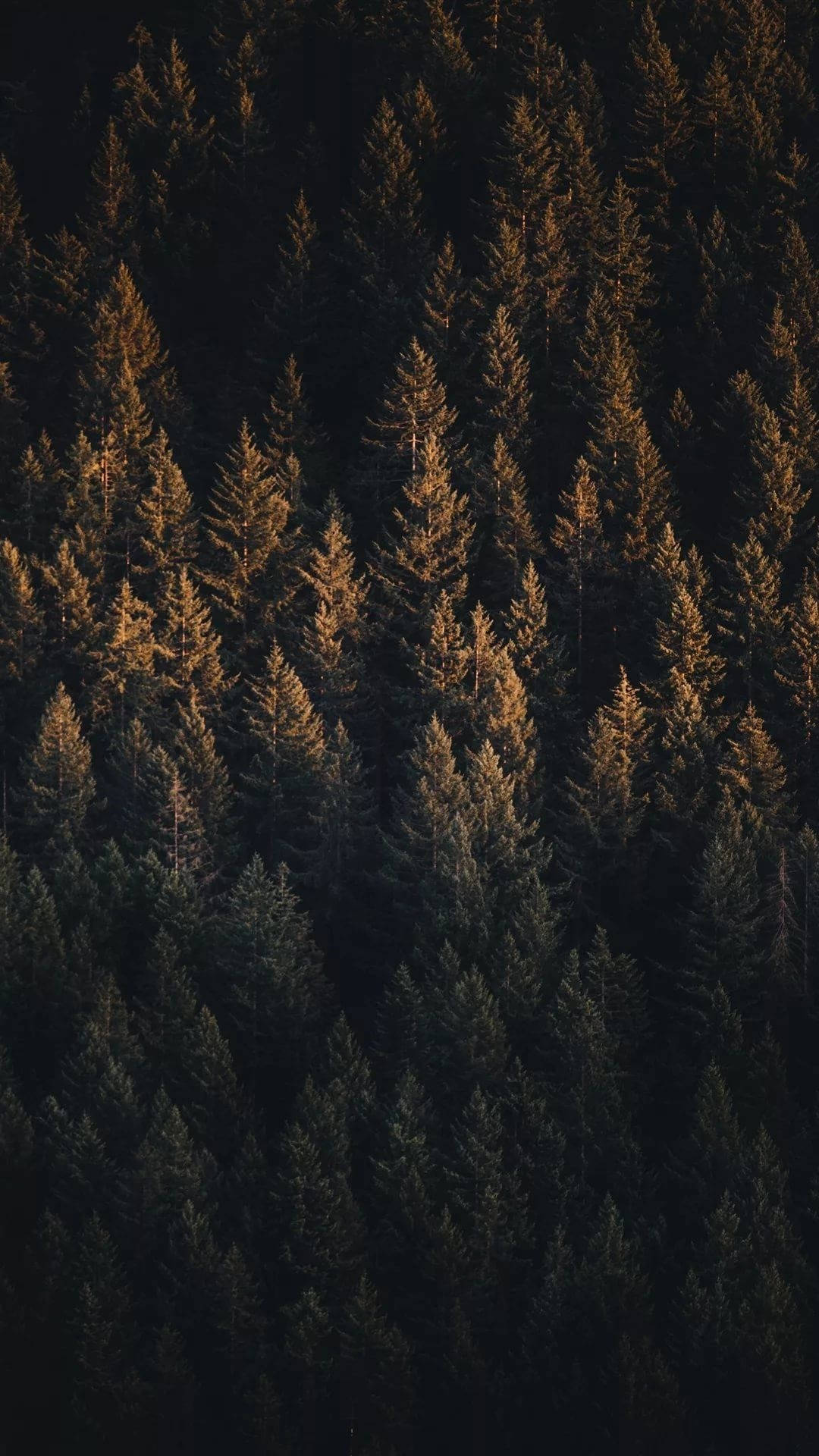 Ilmakuva vihreästä mäntymetsästä iPhone Taustakuvat