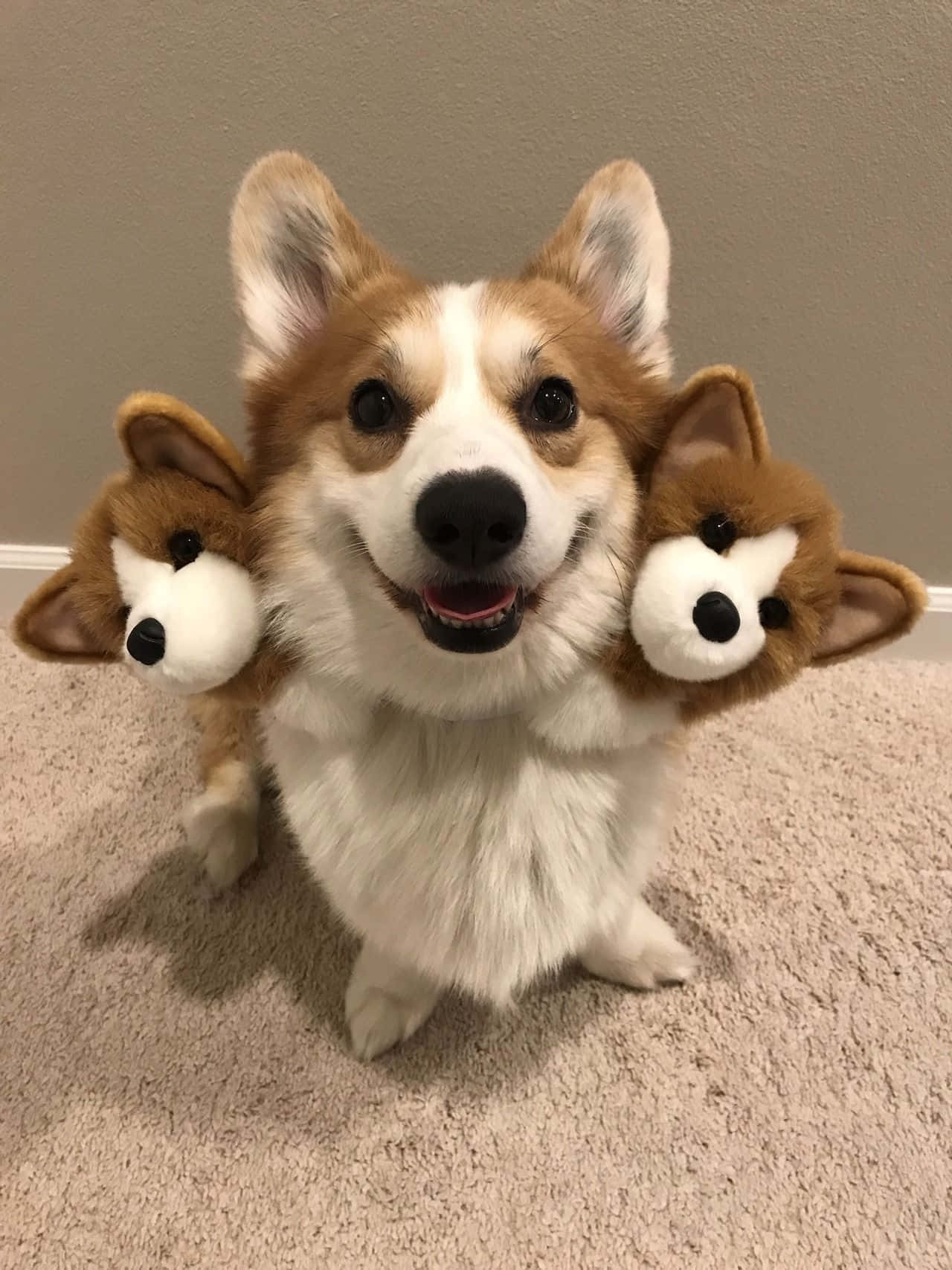 Iloinen corgi nauttimassa täydellisestä päivästä! Taustakuvat