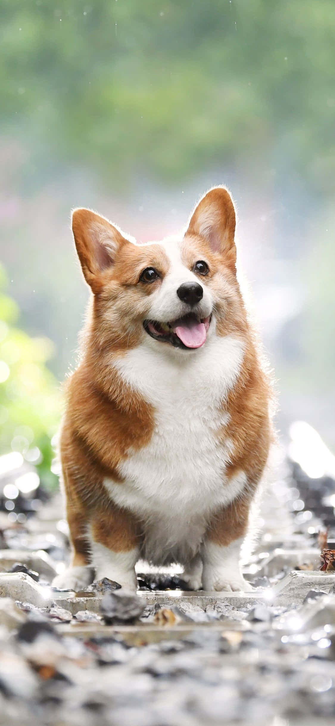 Iloinen corgi valmiina päivään! Taustakuvat