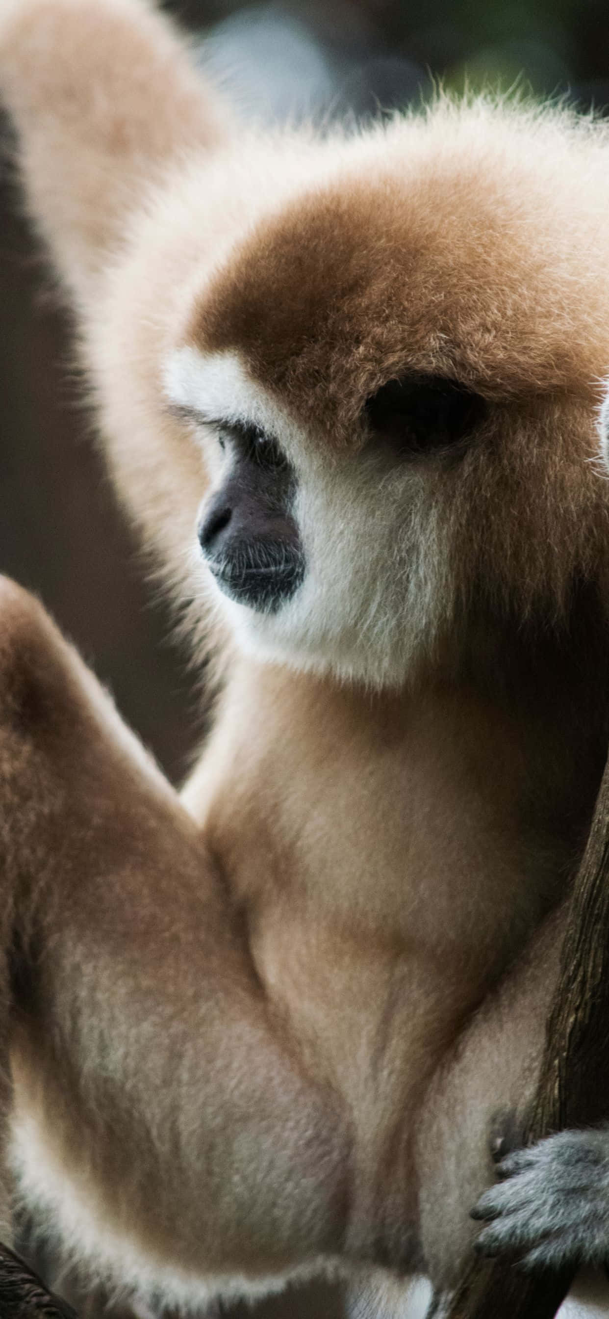 Inspiroidu iPhone Xs Max Gibbonista Taustakuvat