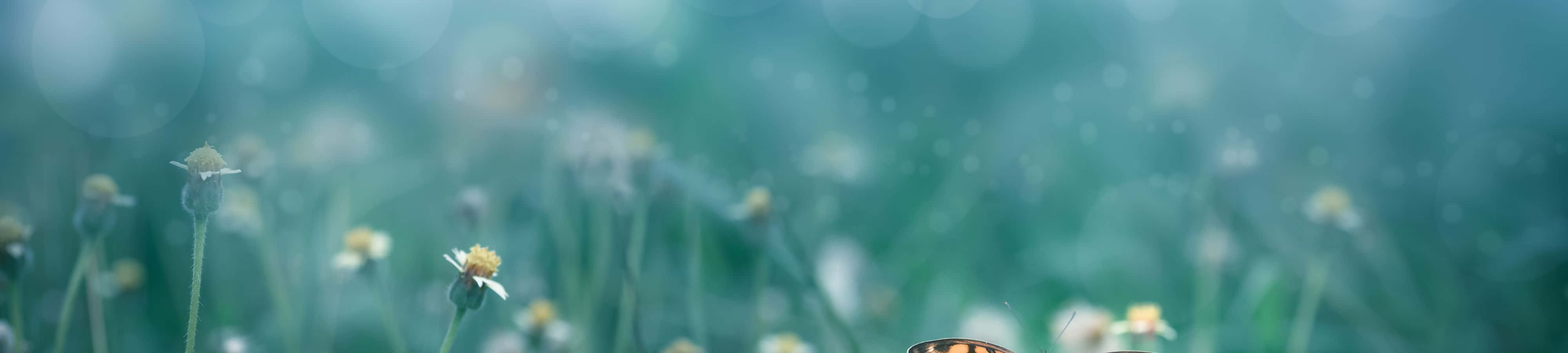 Inspiroidu luonnosta Taustakuvat