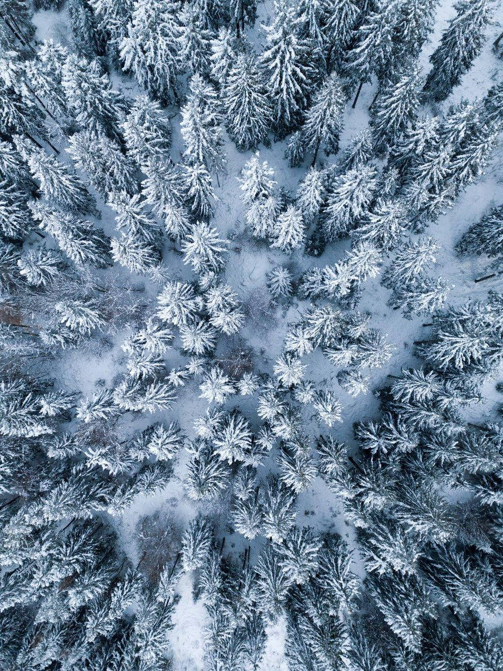 iPad Pro Lumisen metsän päältäkuva Taustakuvat
