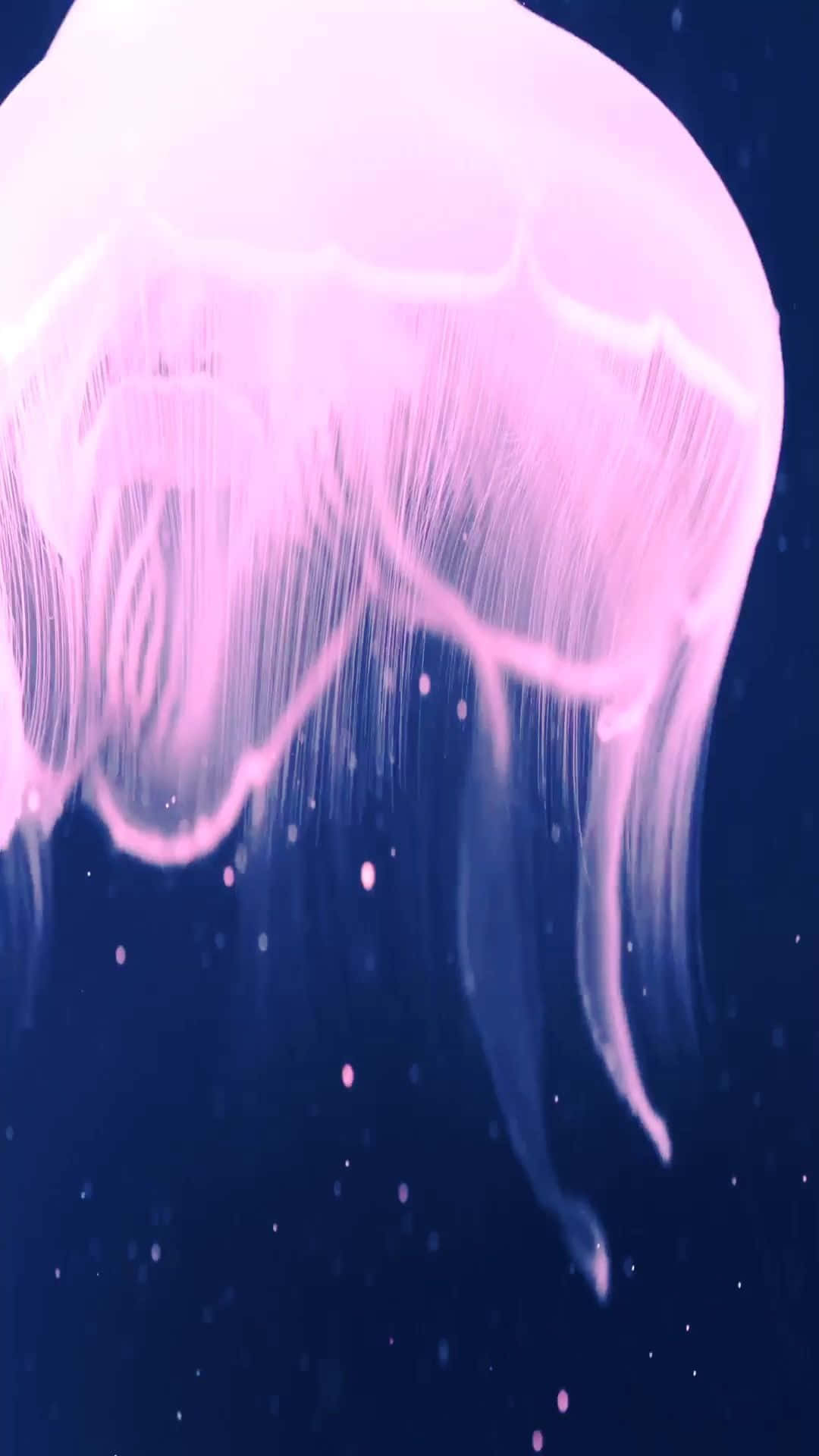 iPhone 7 Plus Live Kirkkaanpunainen Meduusa Taustakuvat