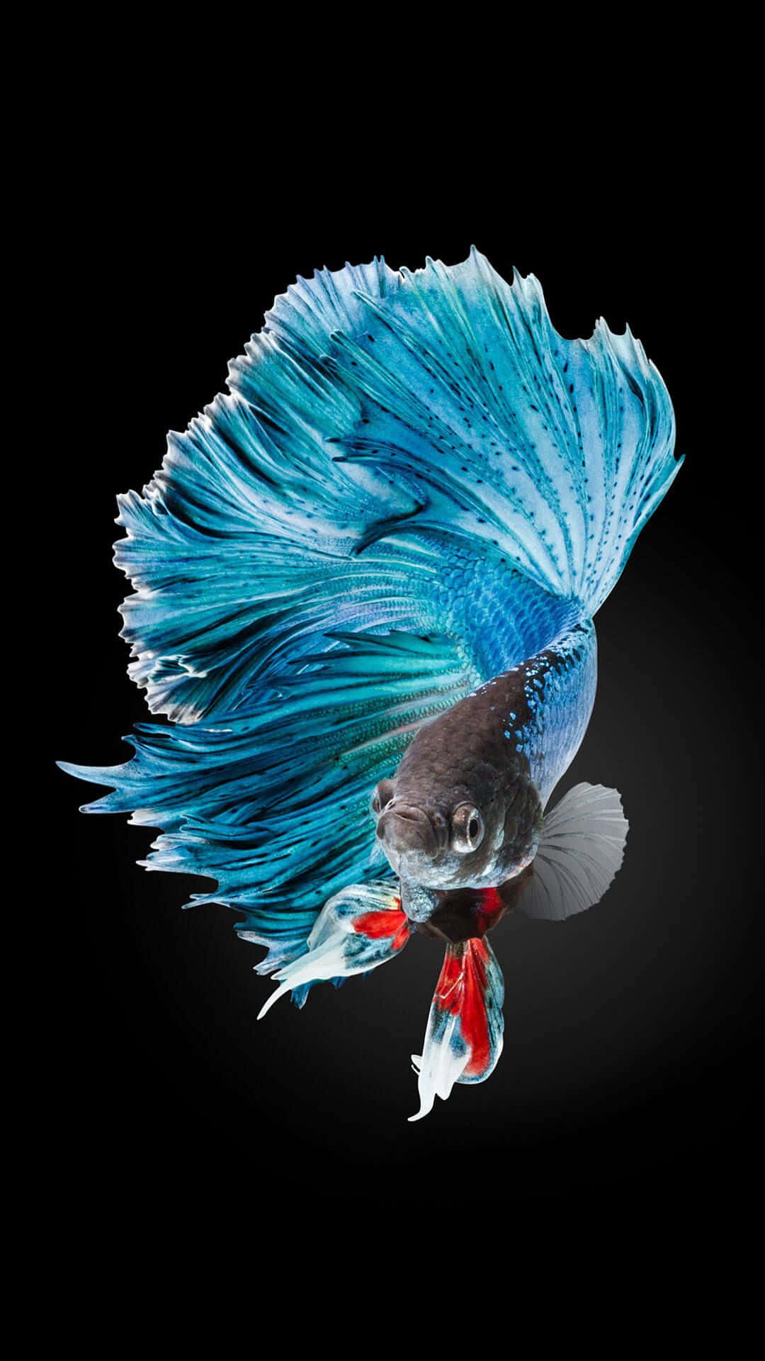iPhone 7 Plus Live Siamese Fighting Fish Taustakuvat