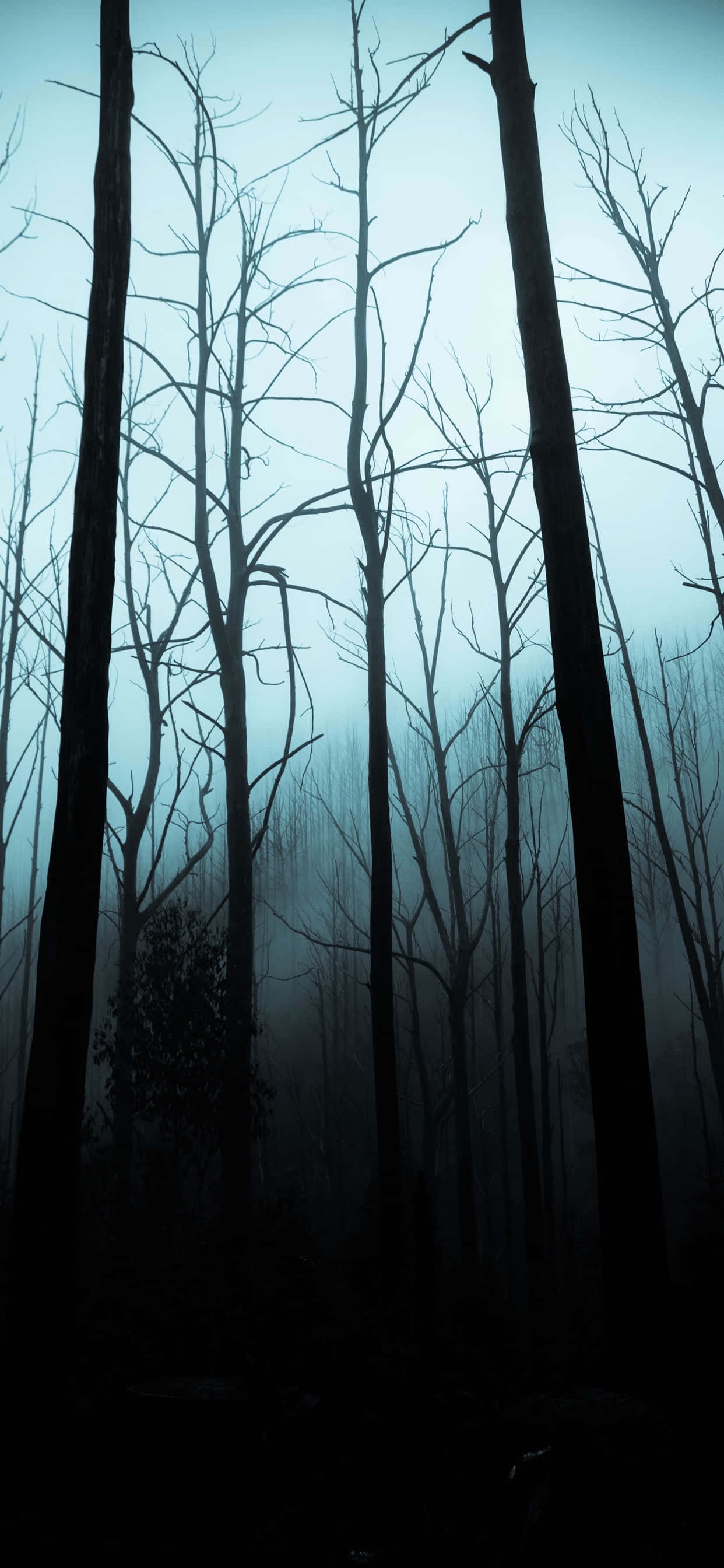 iPhone Halloween-tausta aavemaisesta metsästä Taustakuvat