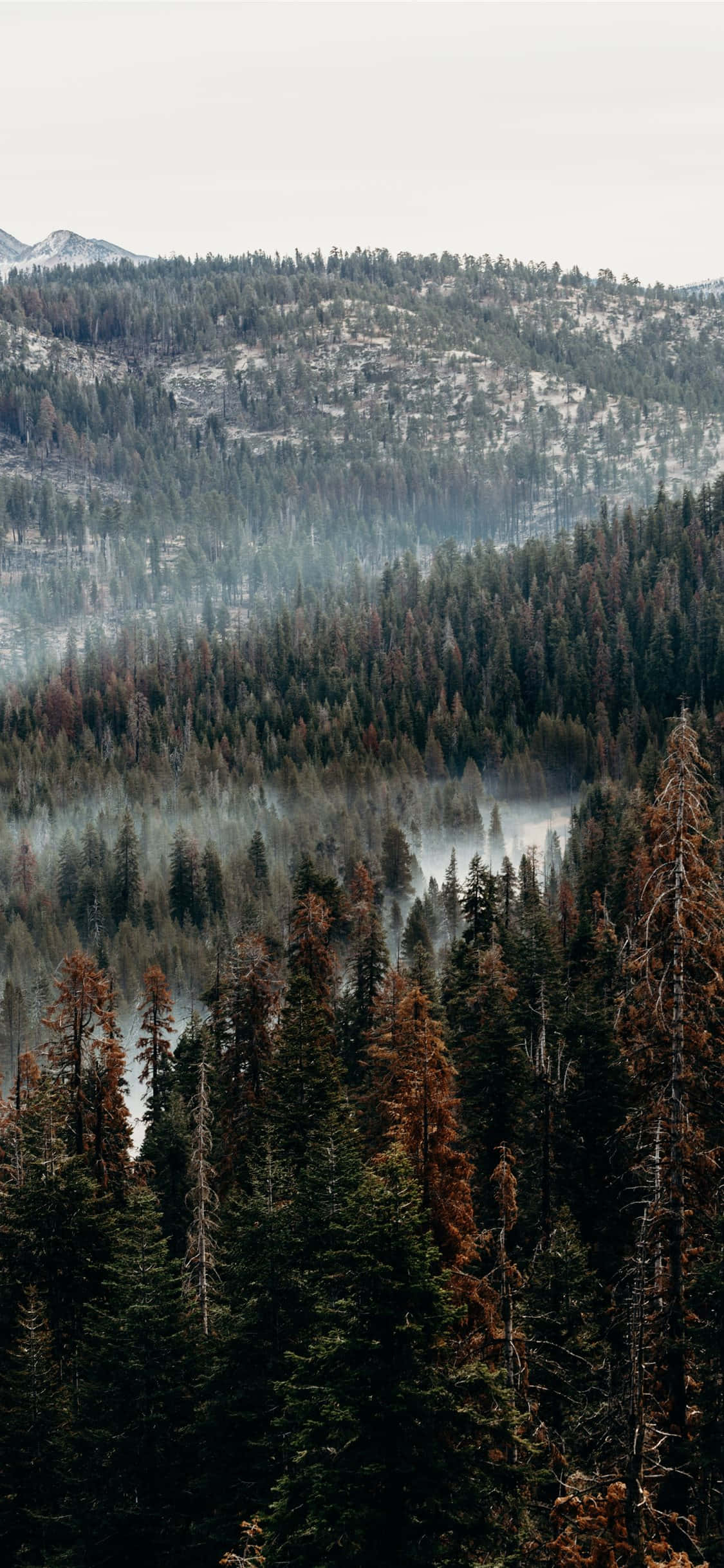 iPhone keskellä metsää Taustakuvat