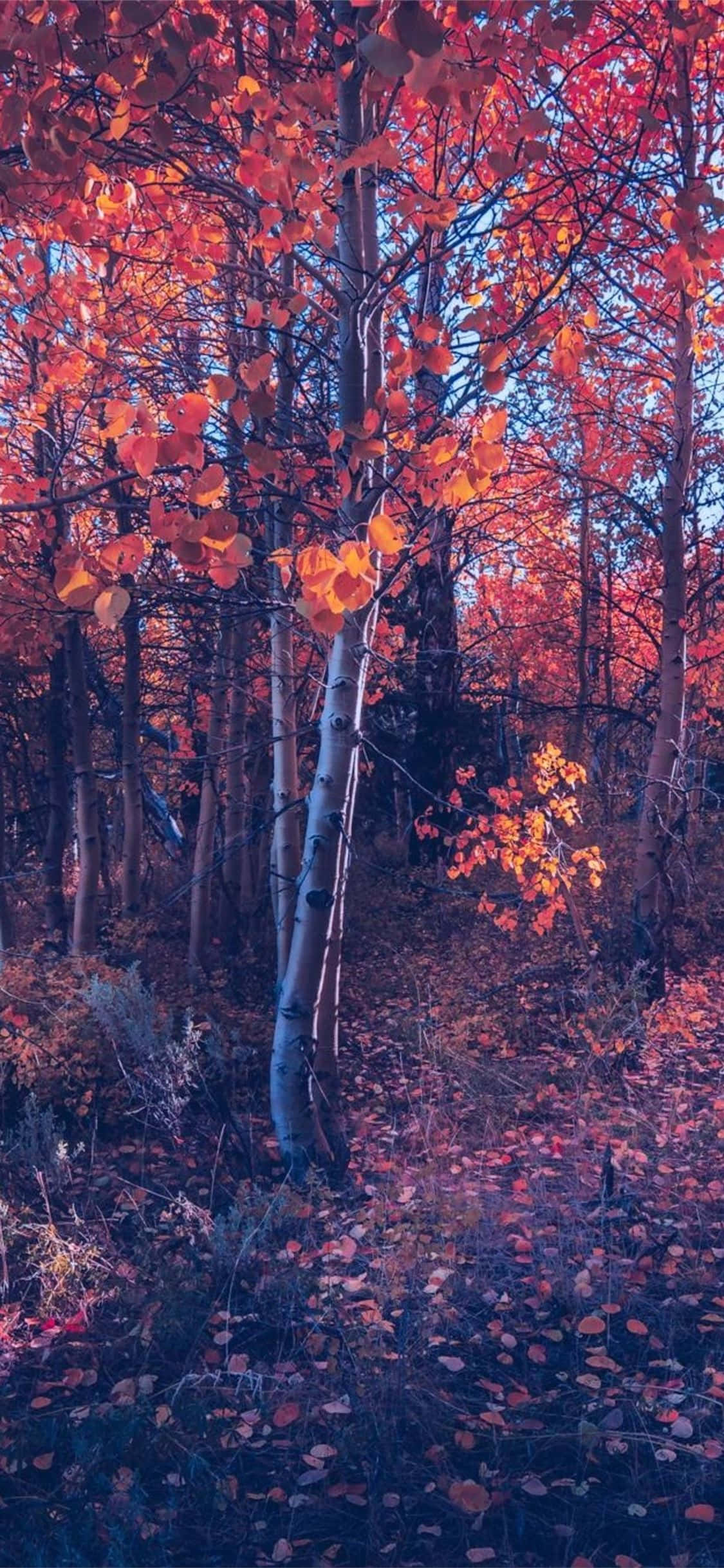 iPhone syksy estetiikka oranssi puu metsä Taustakuvat
