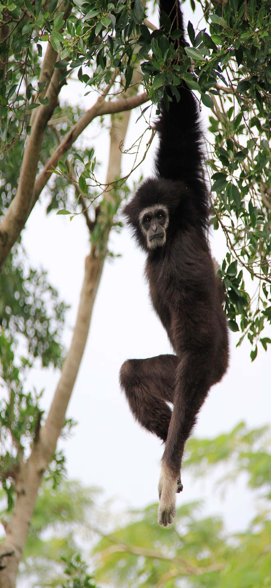 iPhone X Gibbon-tausta Nuori Gibbon Riippumassa Puussa Taustakuvat