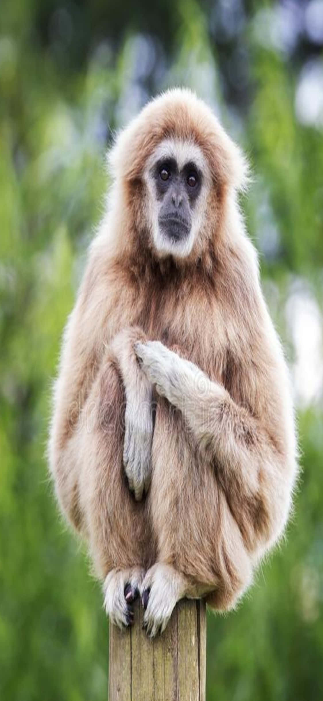 iPhone X Gibbon Taustakuva Gibbon Istuu Tolpalla Taustakuvat