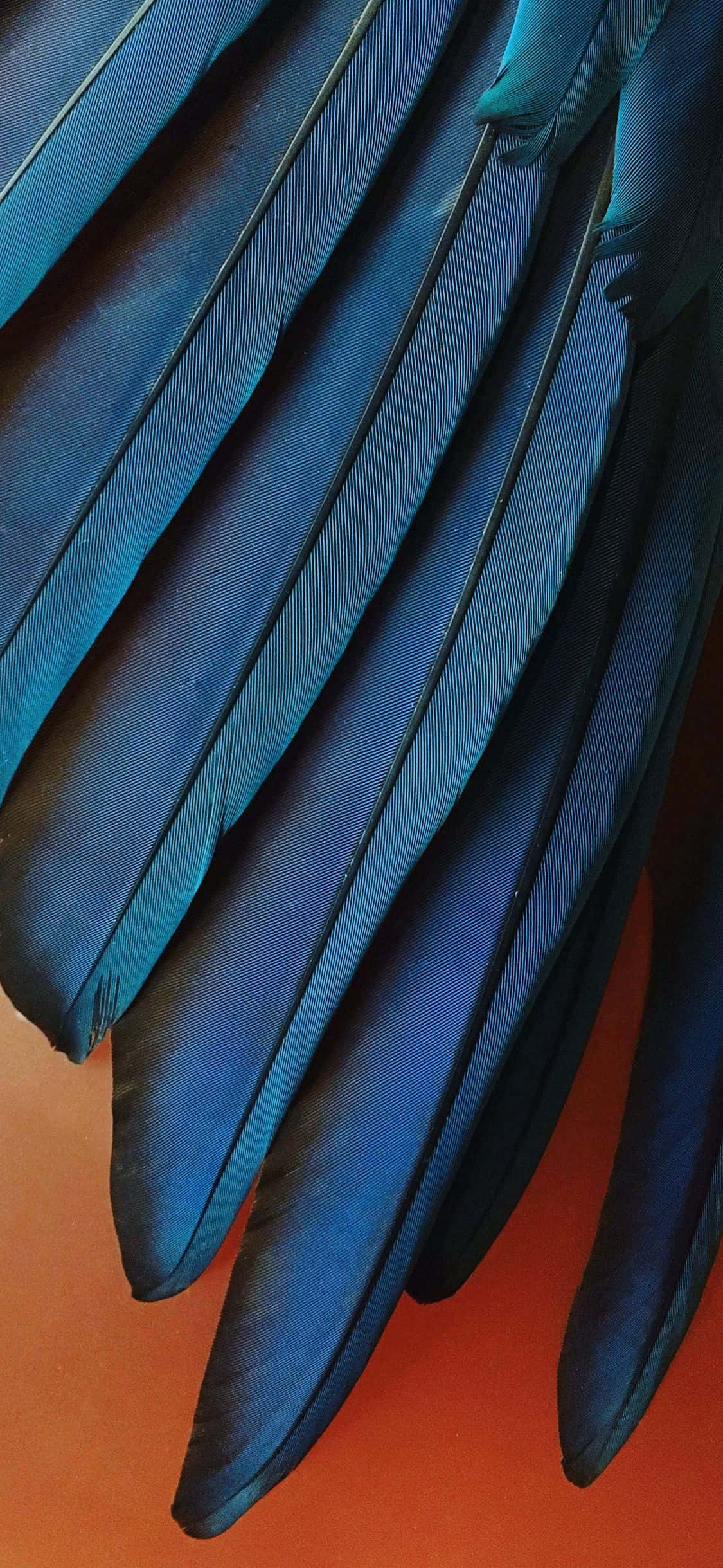 iPhone Xr Stock Teal Siniset Höyhenet Taustakuvat