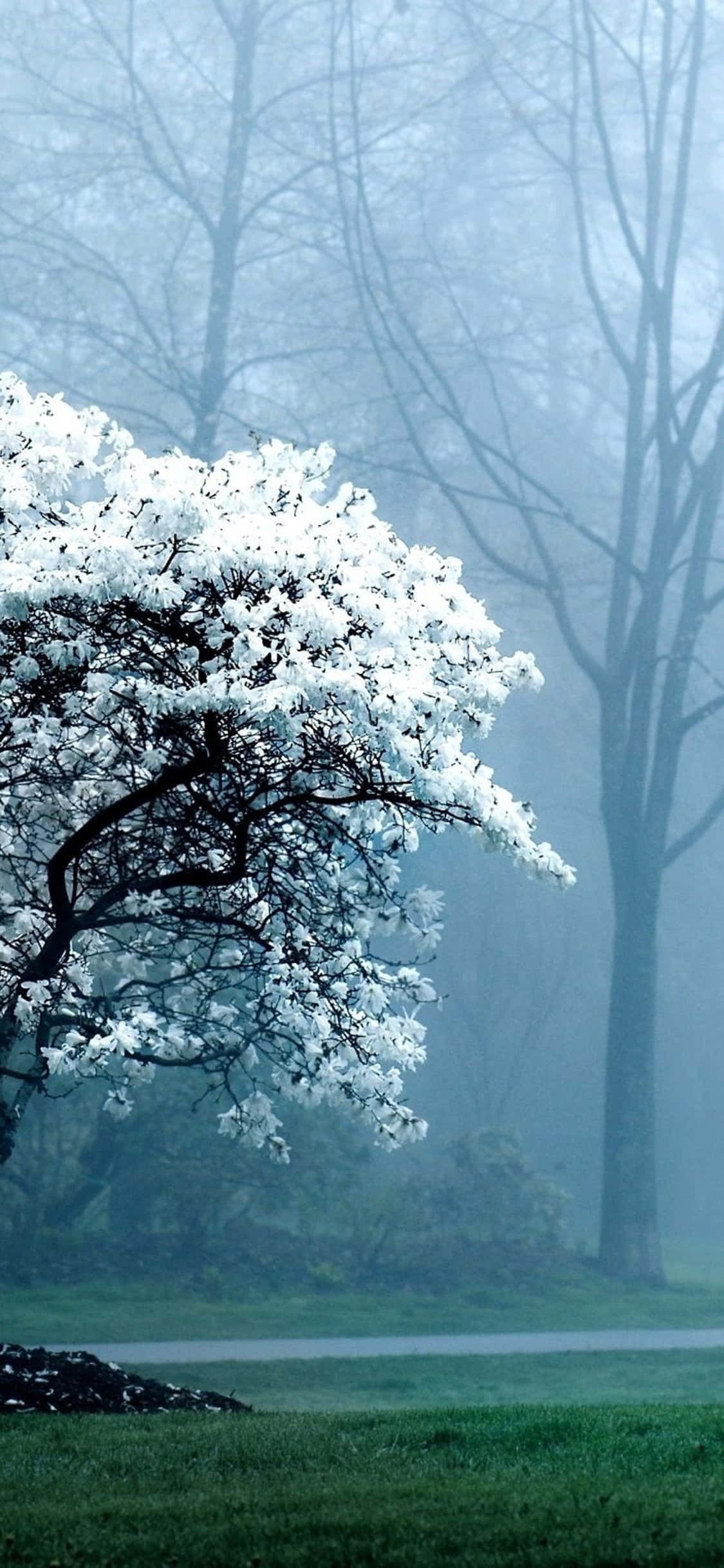 iPhone Xs Desktop Pc Valkoisen magnolian tausta Taustakuvat