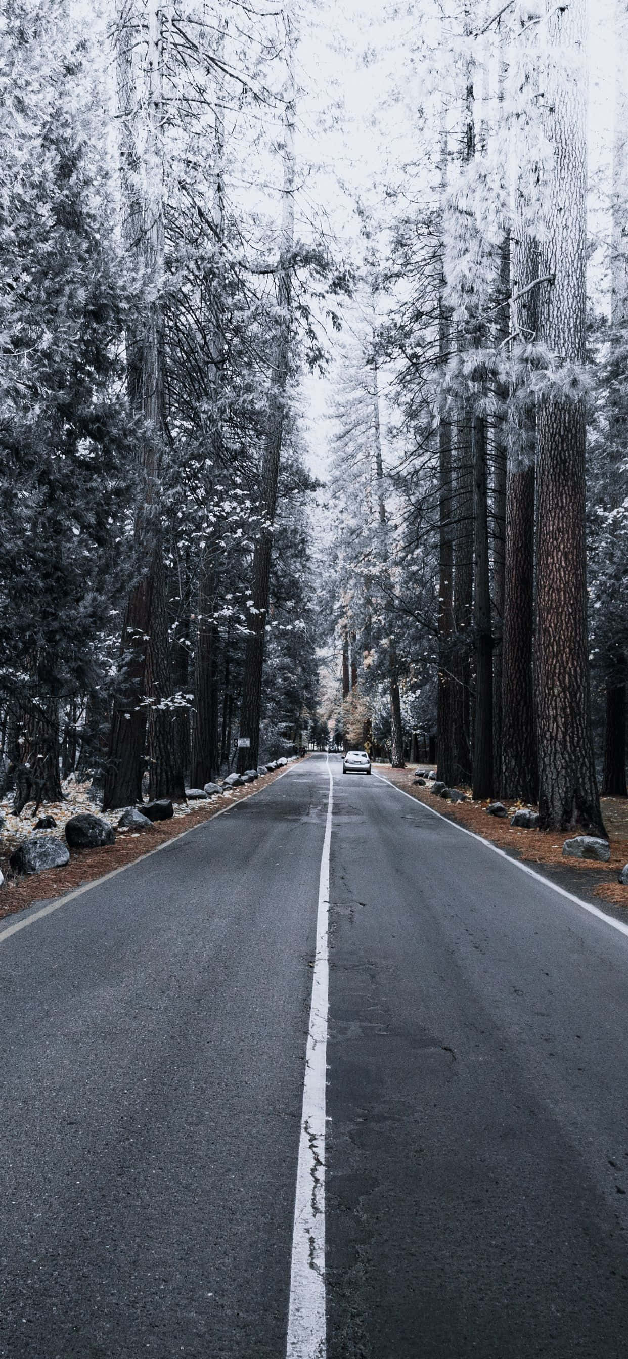 iPhone Xs Max Apple -tausta mäntypuilla ja lumella Taustakuvat