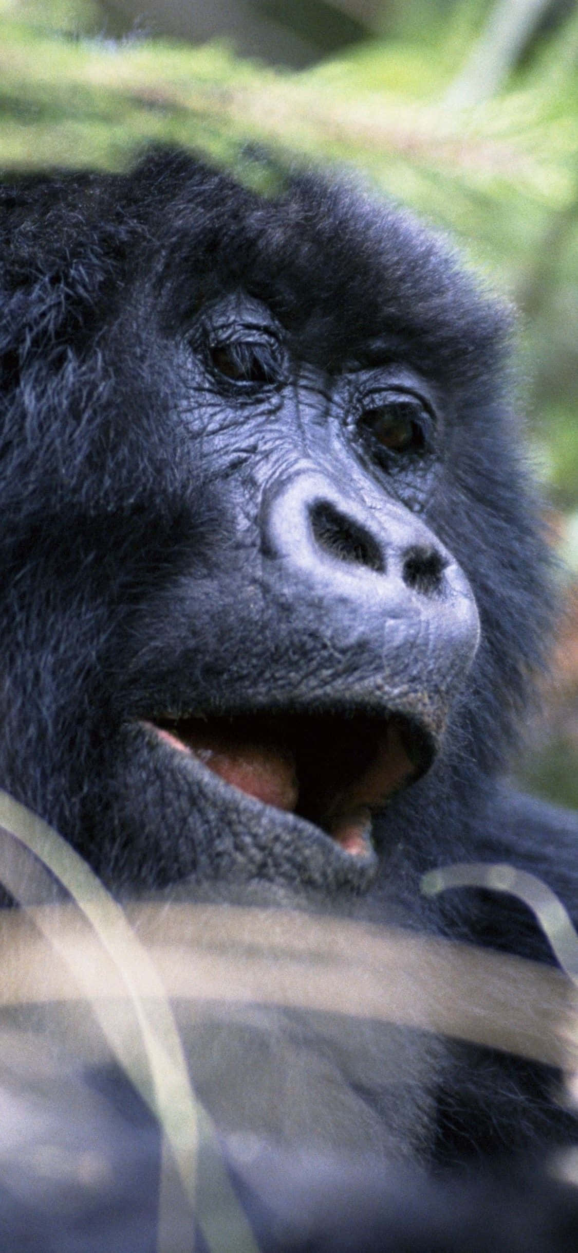 iPhone Xs Max Gorilla tausta muotokuva Taustakuvat