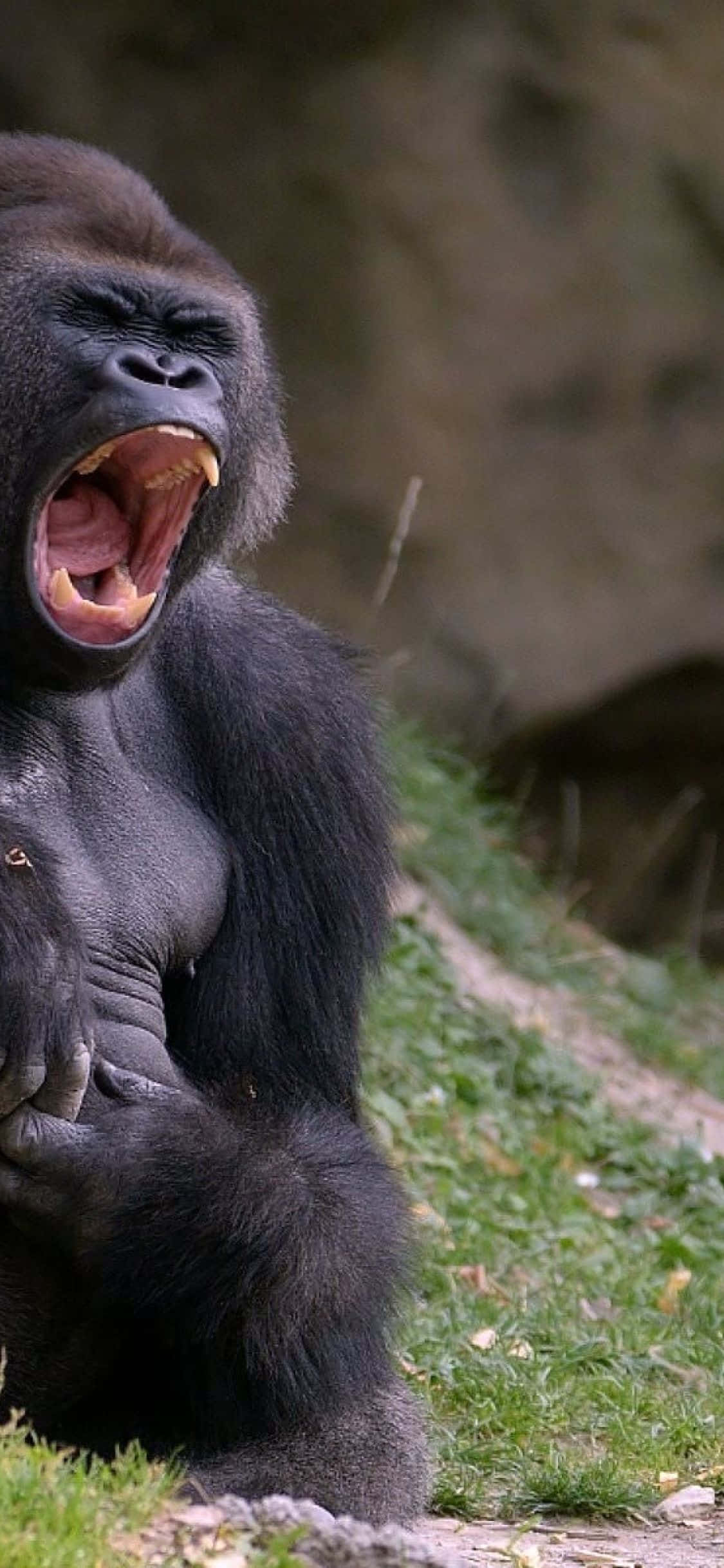 iPhone Xs Max Gorilla Tausta Raivoisa Karjunta Taustakuvat