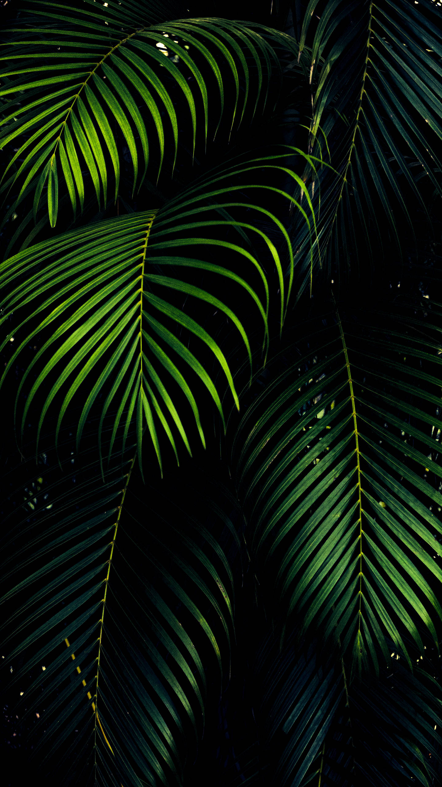 iPhone XS Max OLED 3D Palmunlehdet Taustakuvat